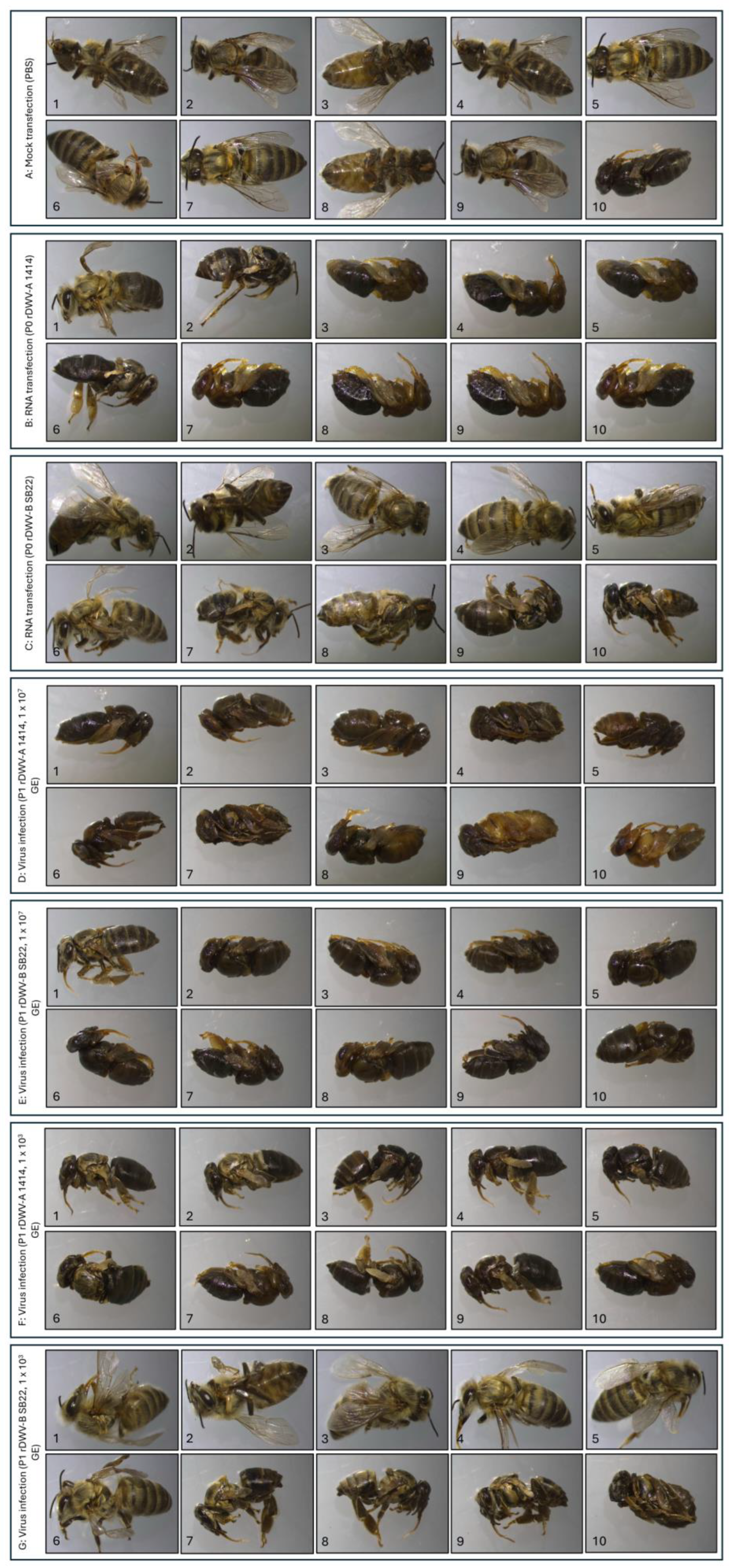 Viruses 16 00980 g006