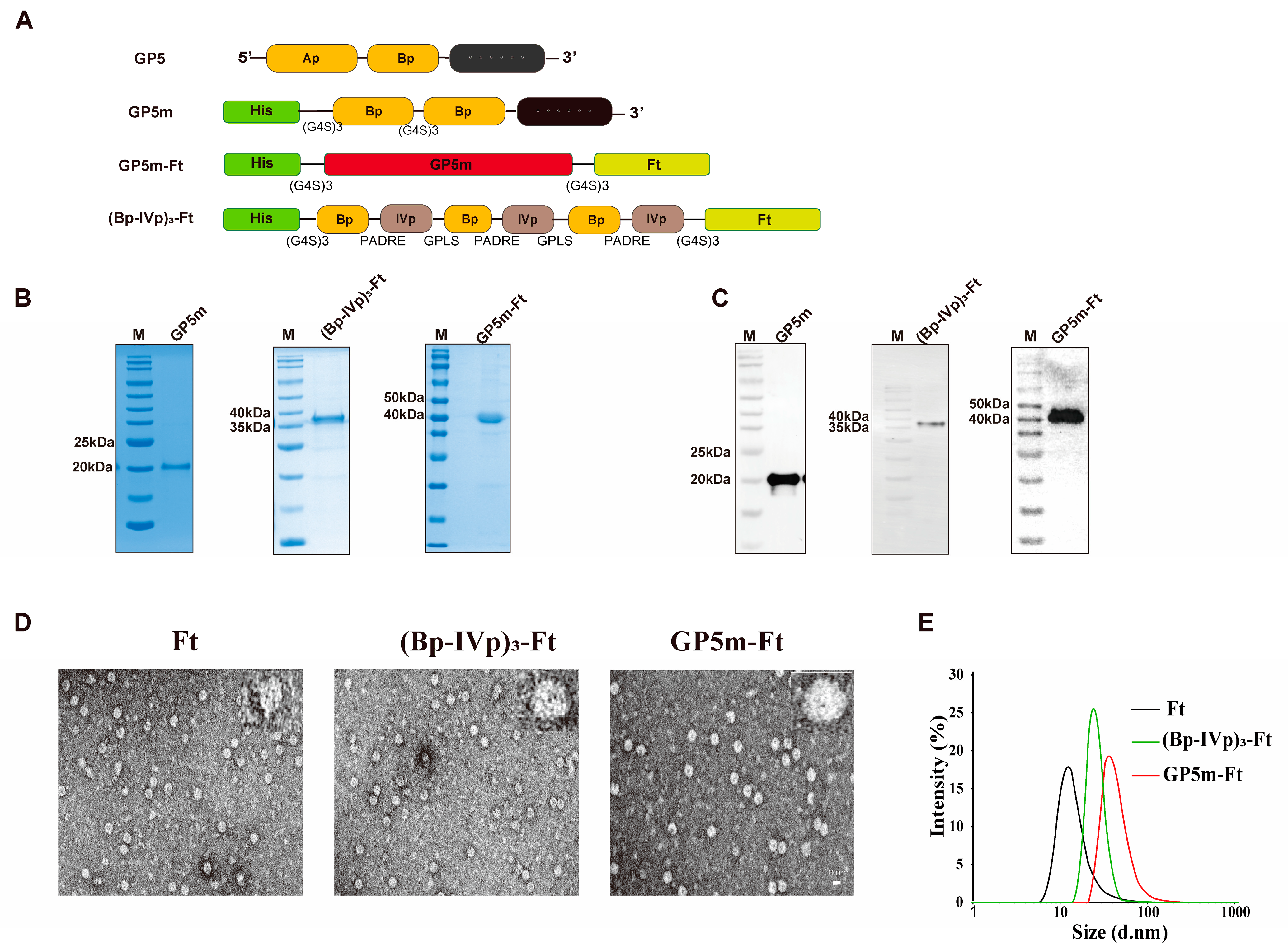 Viruses 16 00991 g001