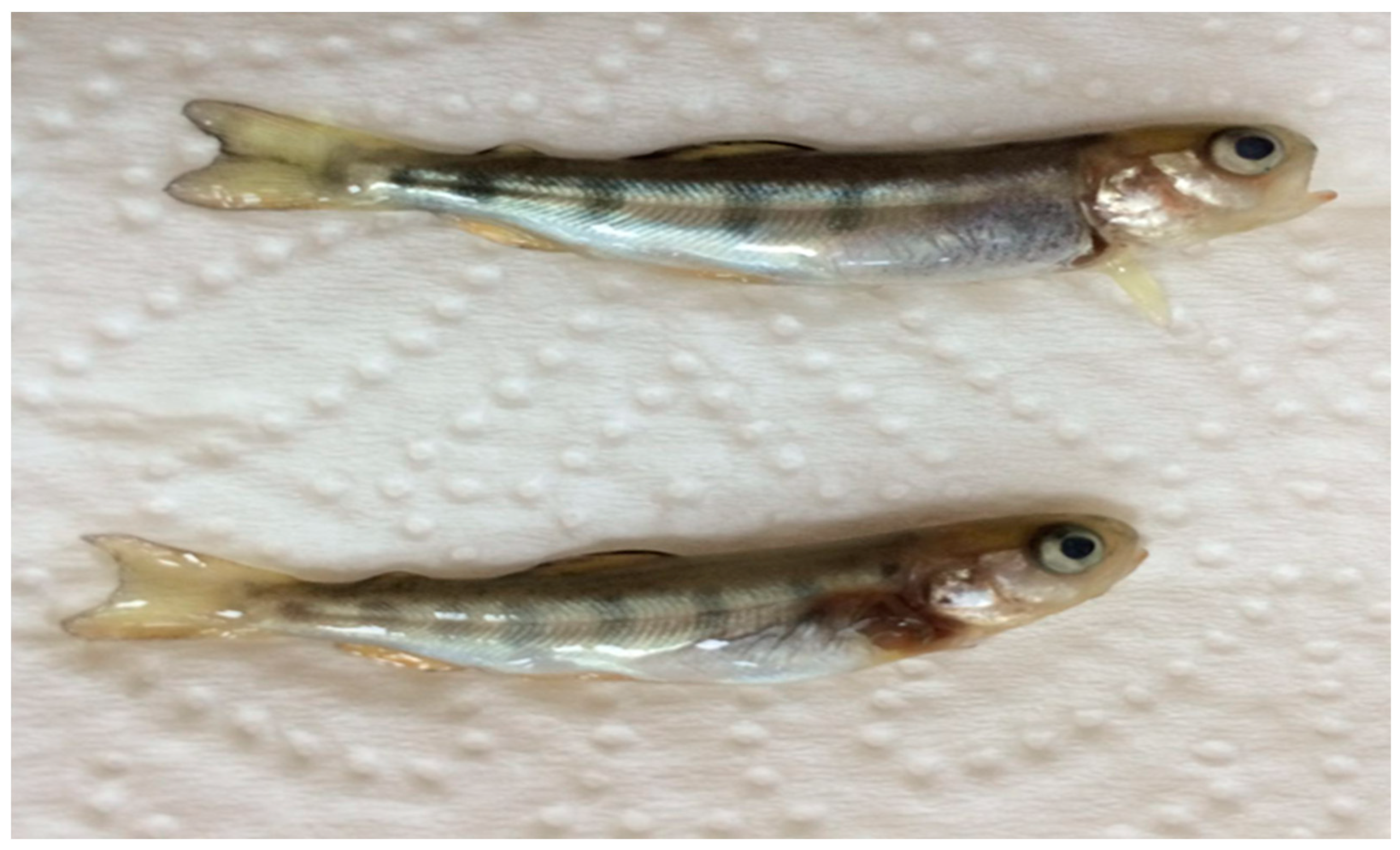 Viruses 16 00994 g001 Viruses 16 00994 g001