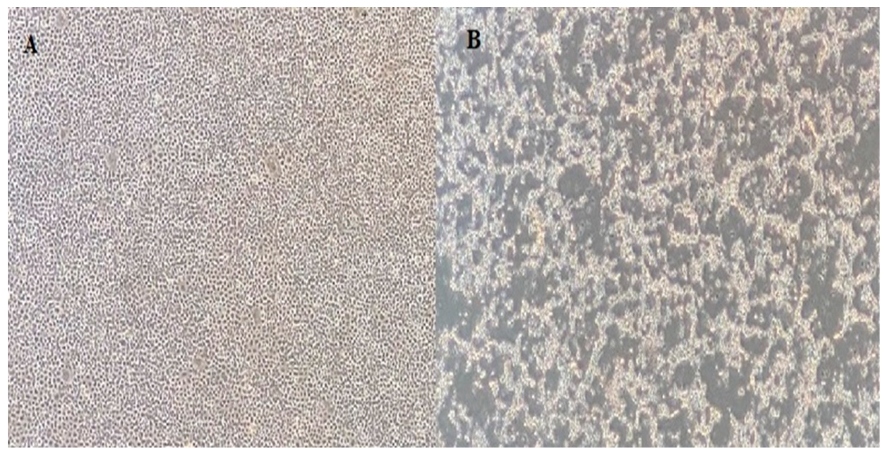 Viruses 16 00994 g002 Viruses 16 00994 g002