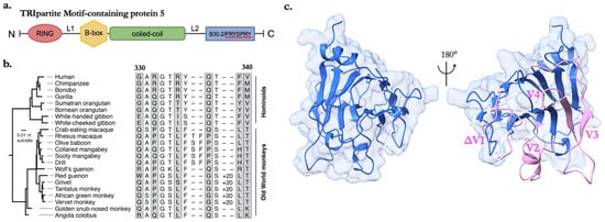 Viruses 16 00997 g001