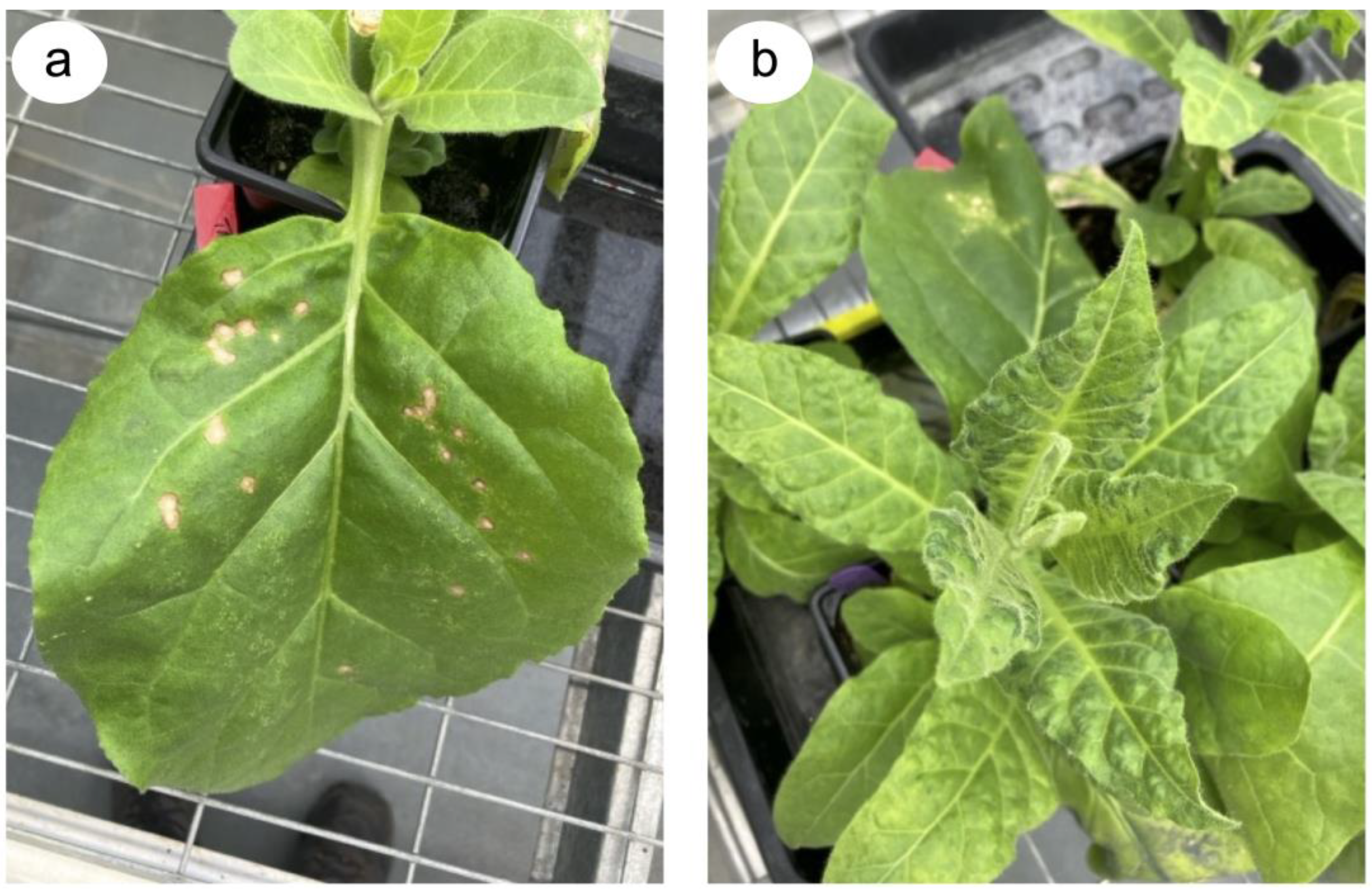 Viruses 16 01007 g002