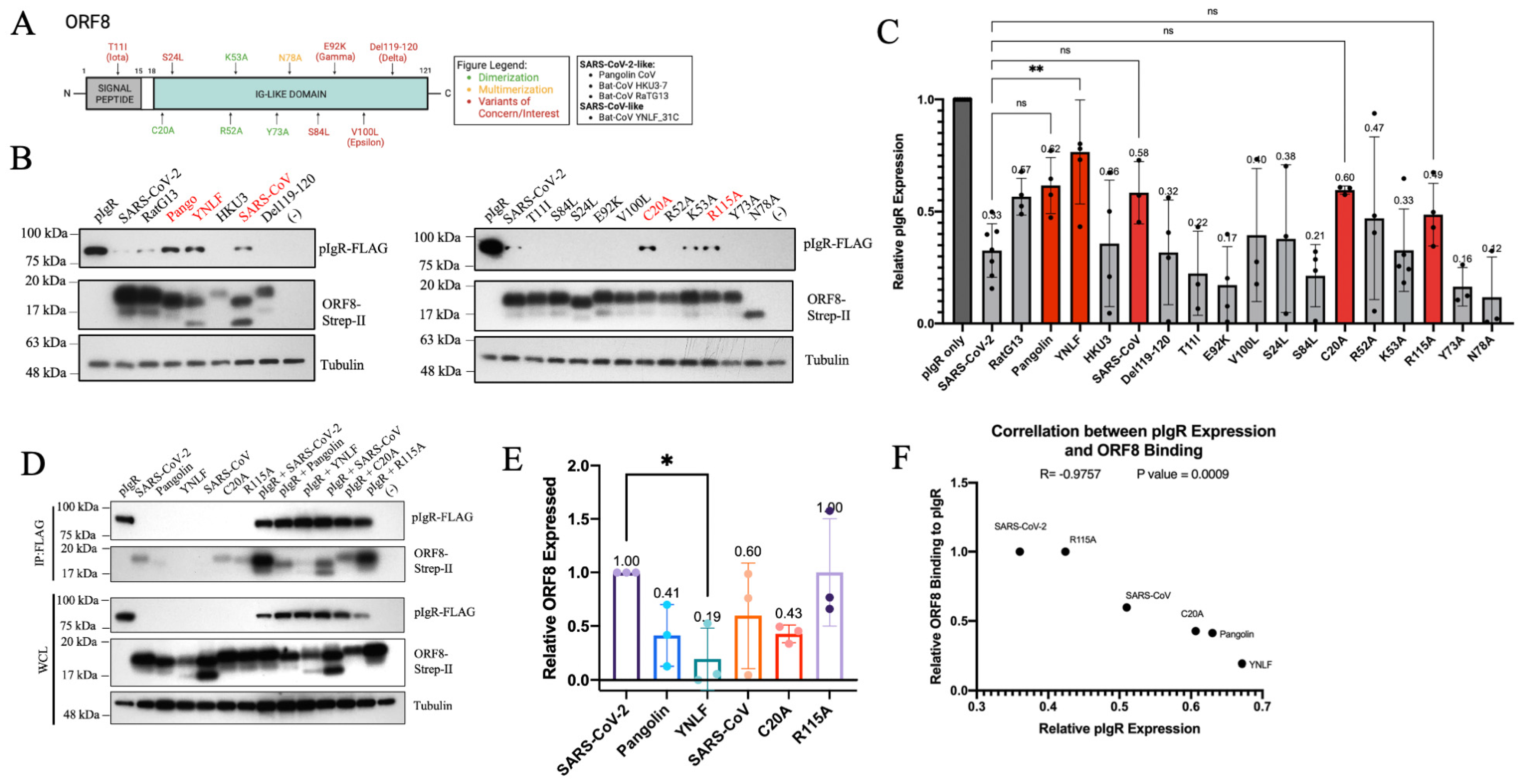 Viruses 16 01008 g002 Viruses 16 01008 g002