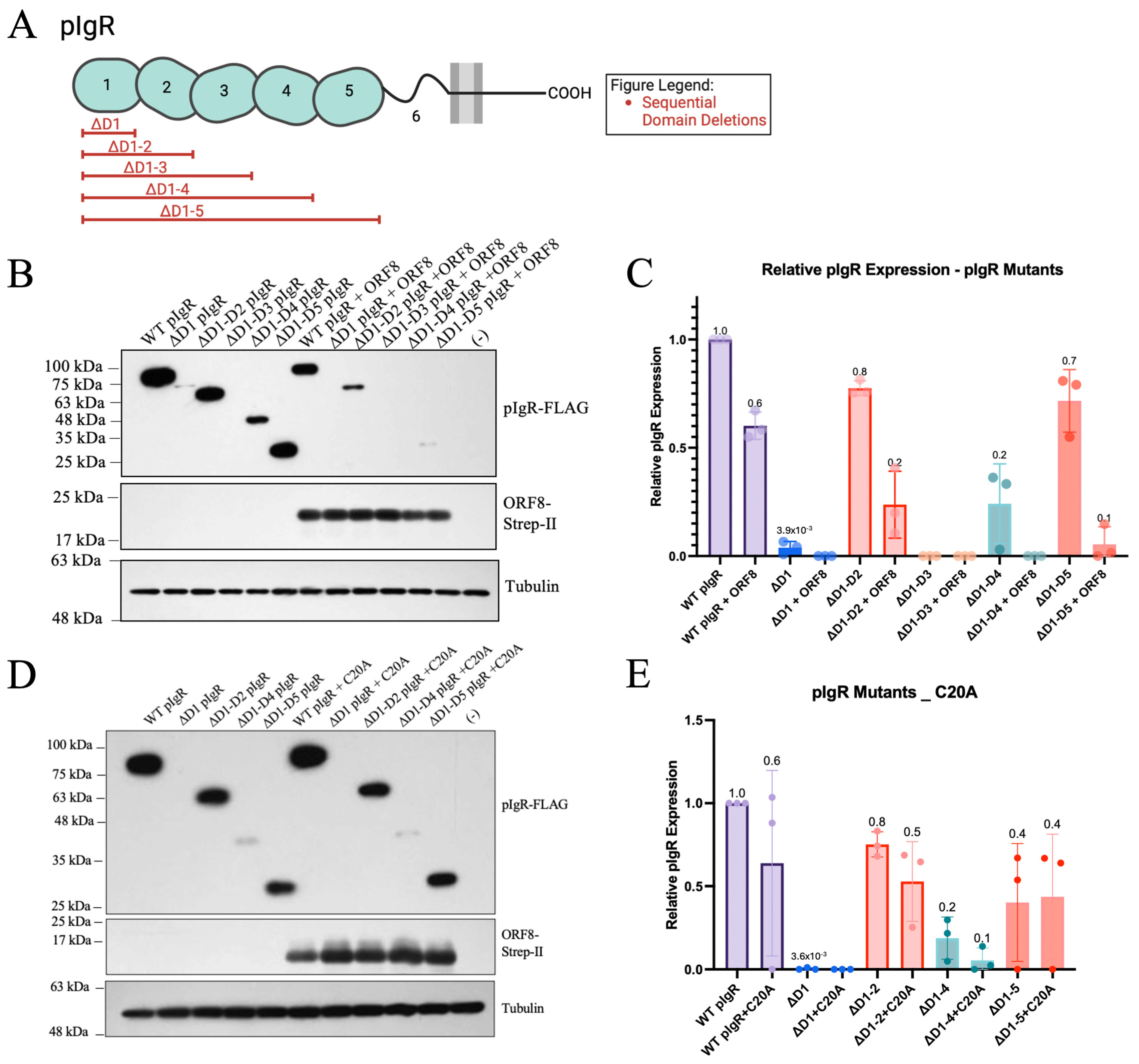 Viruses 16 01008 g004 Viruses 16 01008 g004
