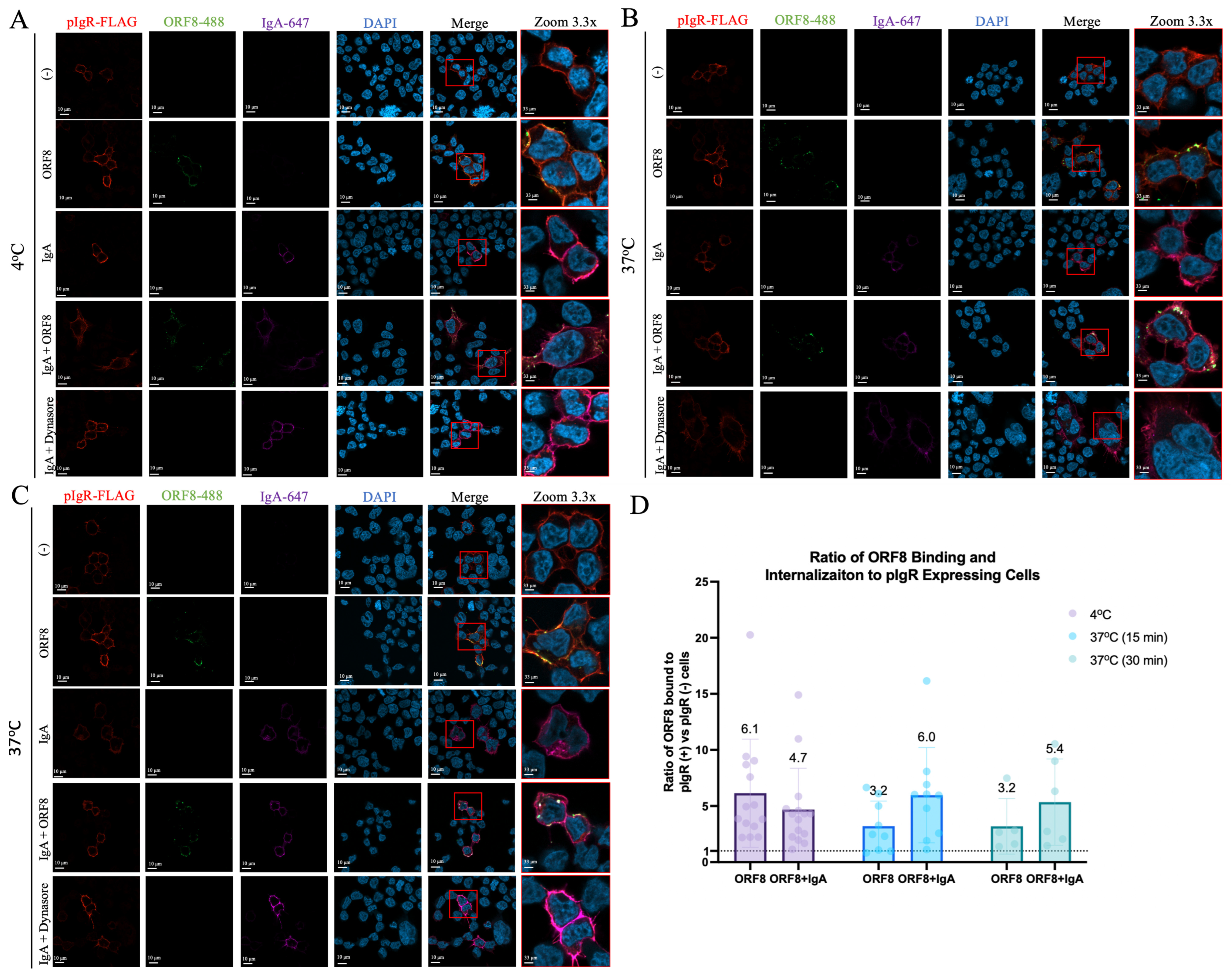 Viruses 16 01008 g006 Viruses 16 01008 g006