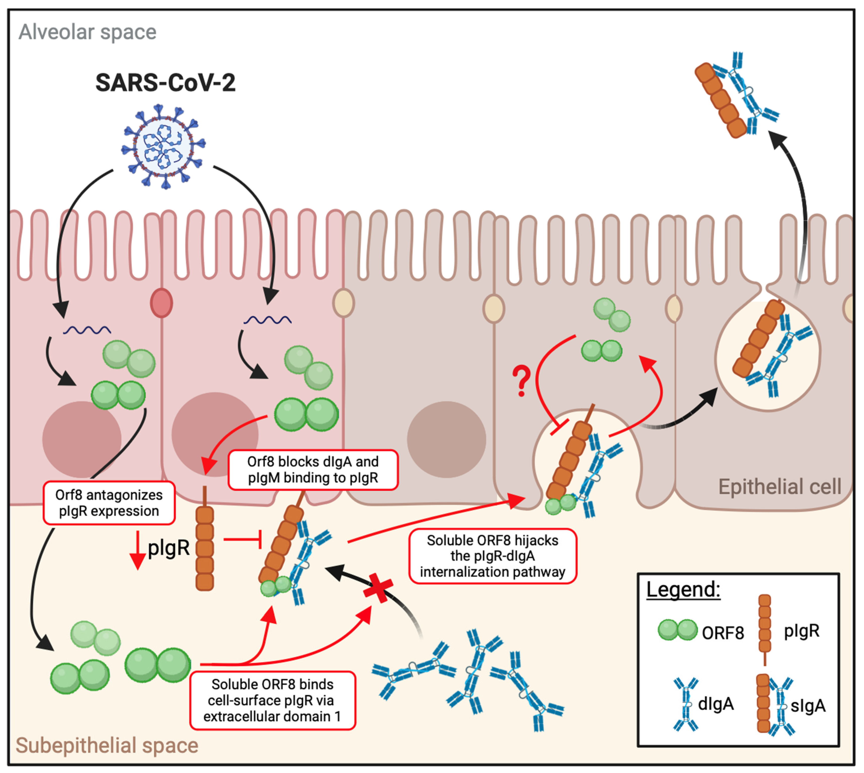 Viruses 16 01008 g007 Viruses 16 01008 g007