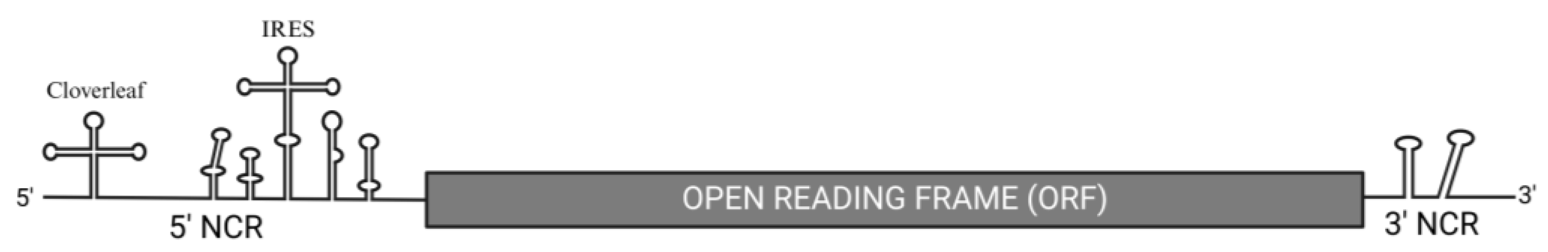 Viruses 16 01009 g001