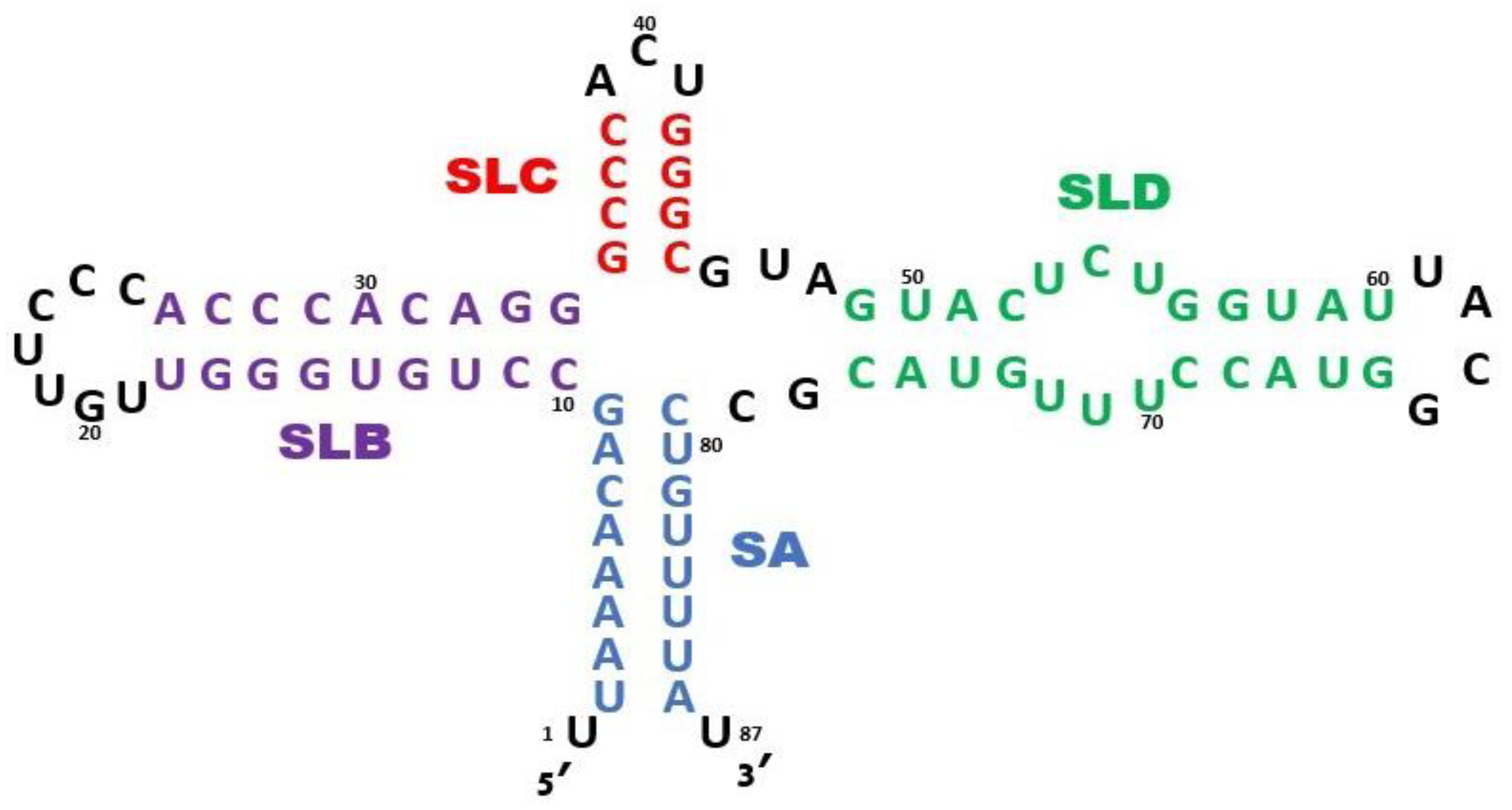 Viruses 16 01009 g002