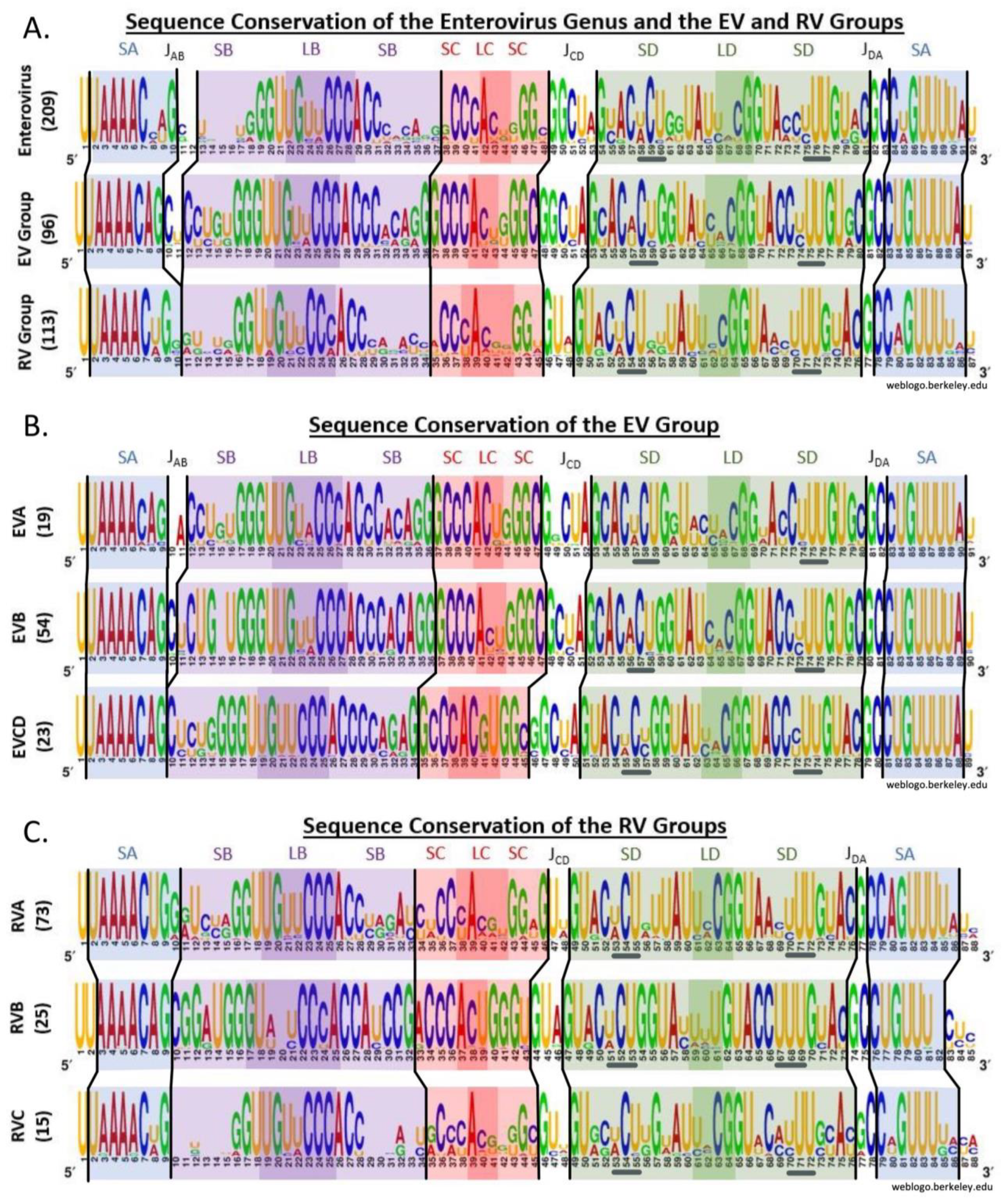Viruses 16 01009 g004