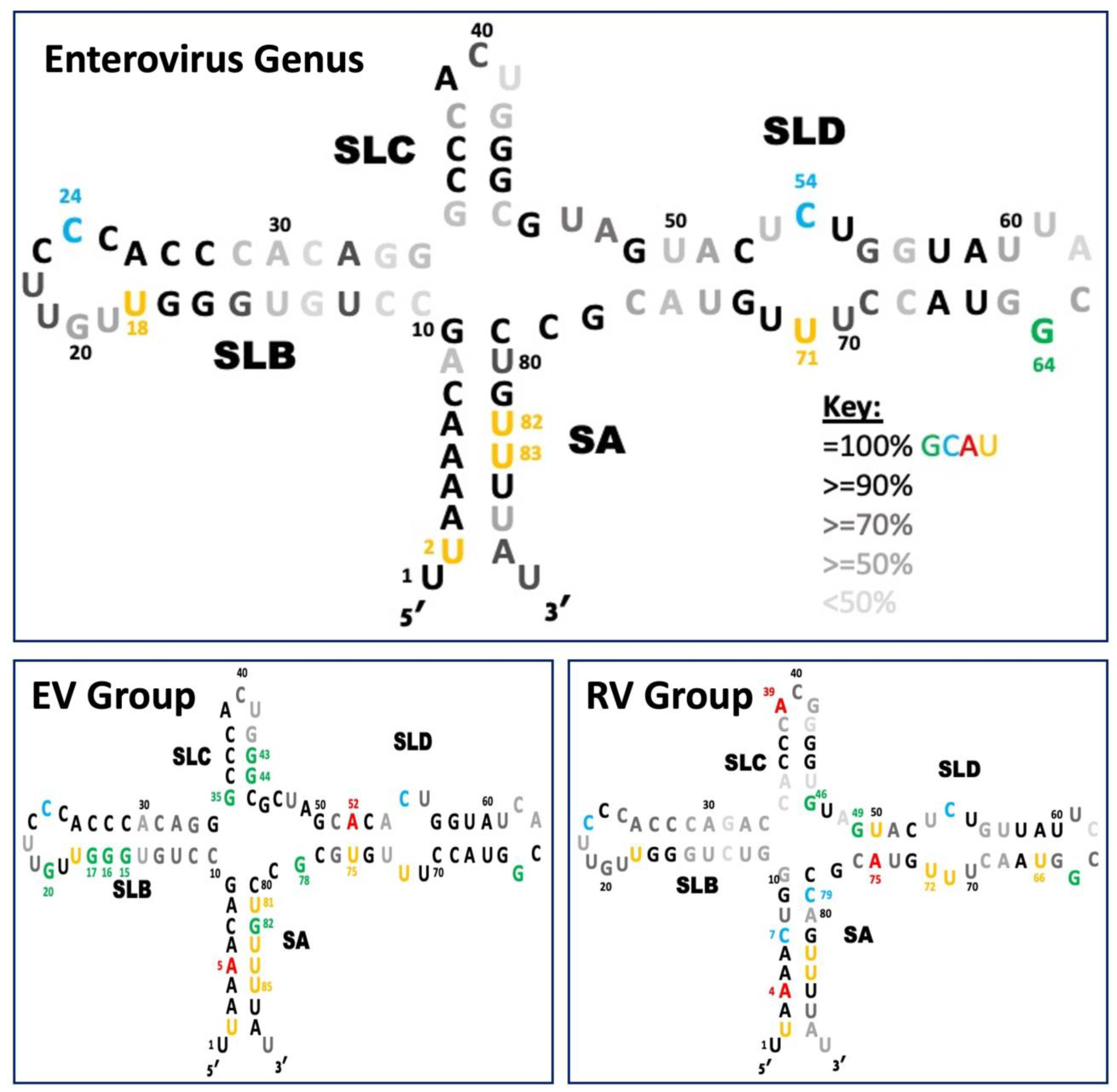 Viruses 16 01009 g005