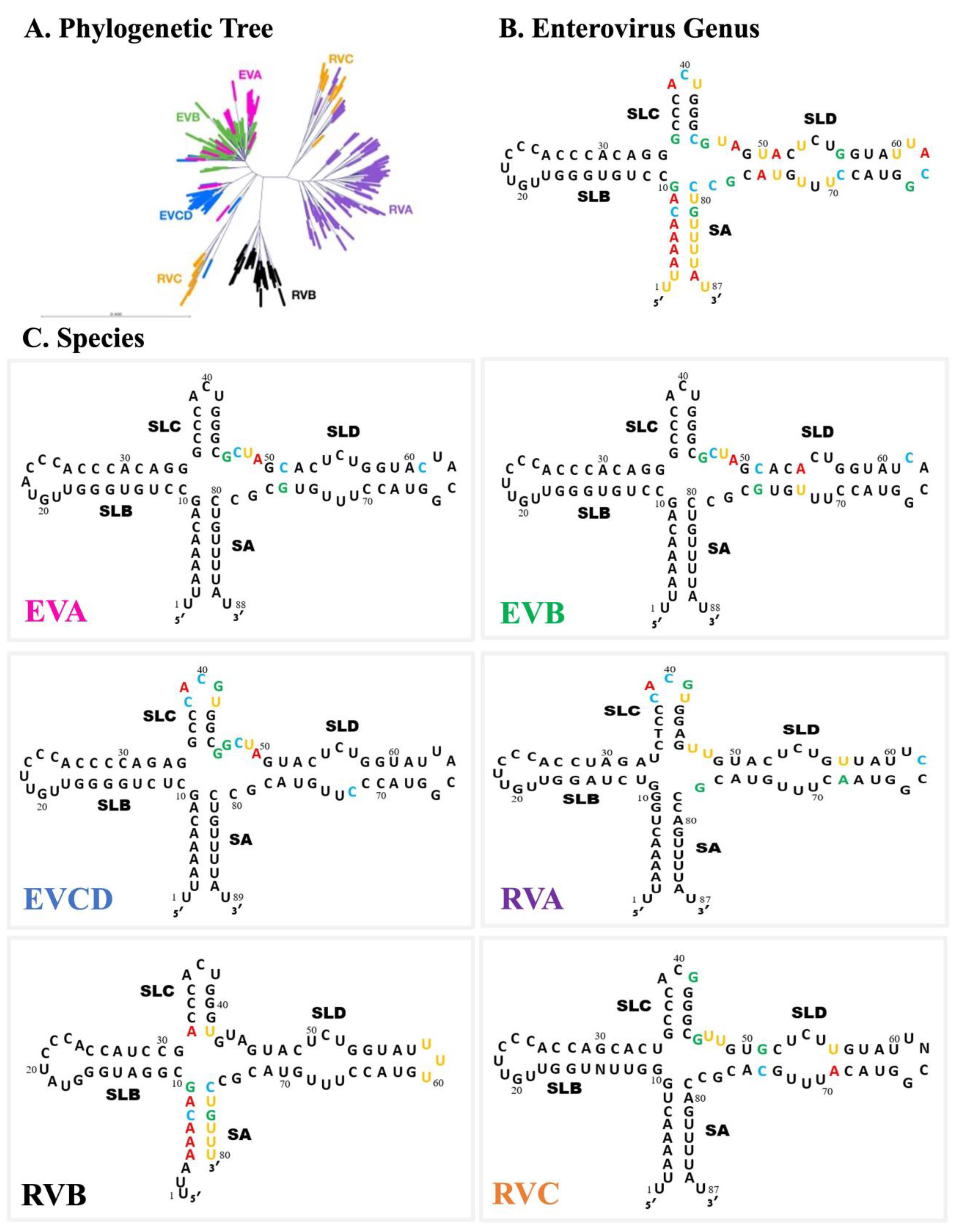 Viruses 16 01009 g008