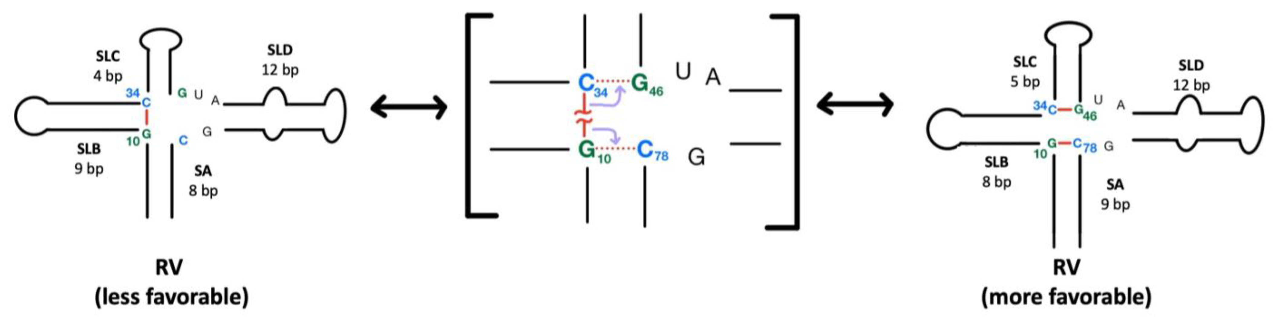 Viruses 16 01009 g010