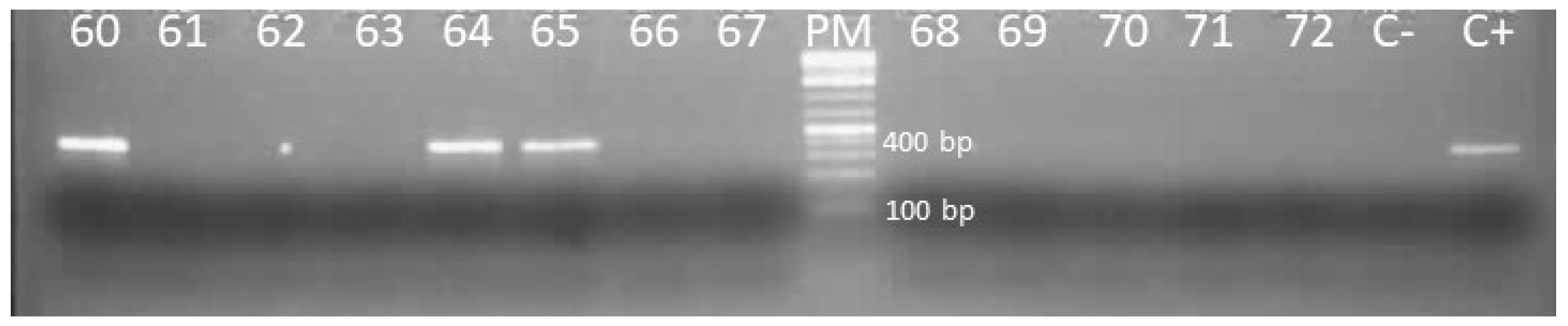 Viruses 16 01015 g002