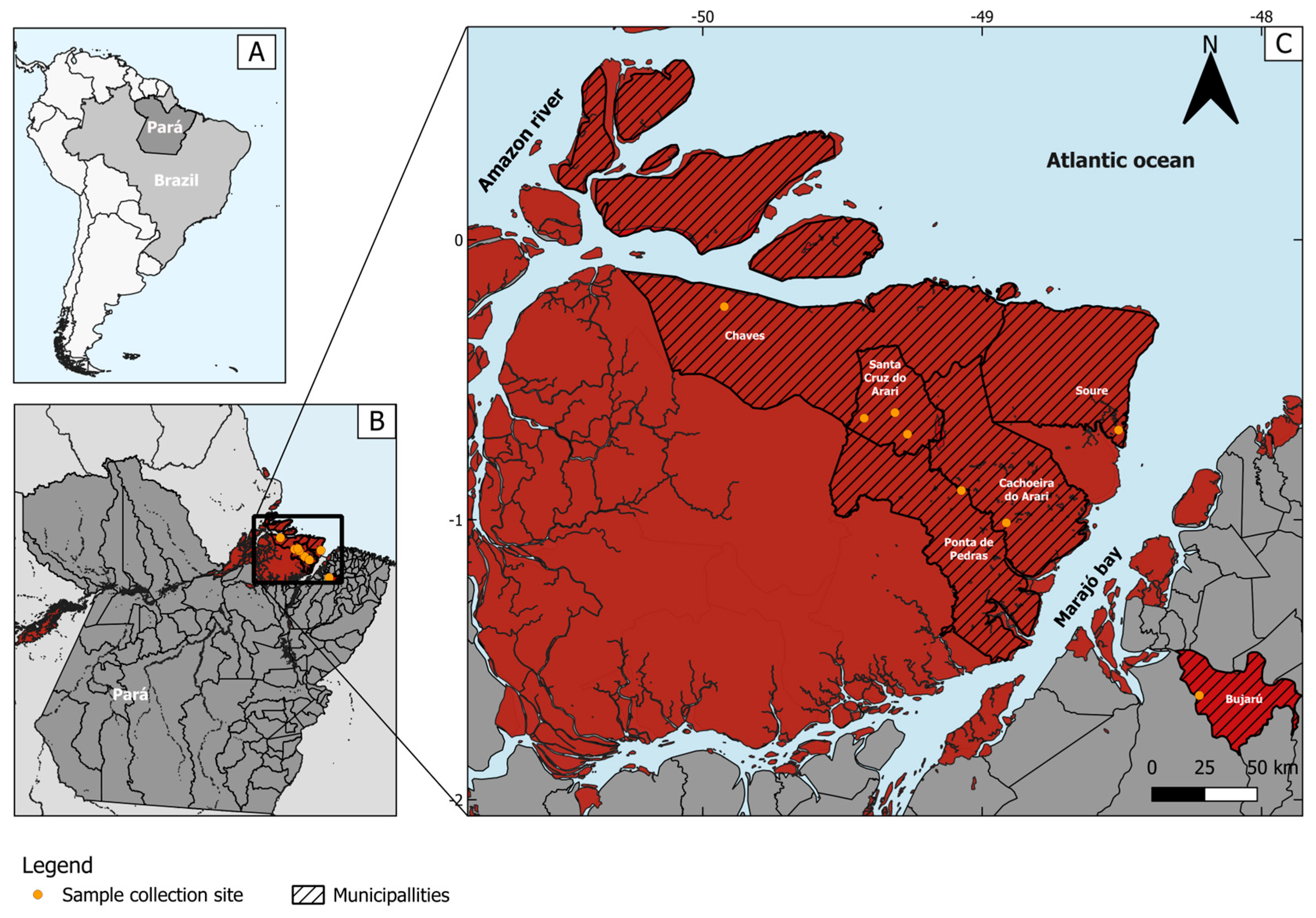 Viruses 16 01024 g001