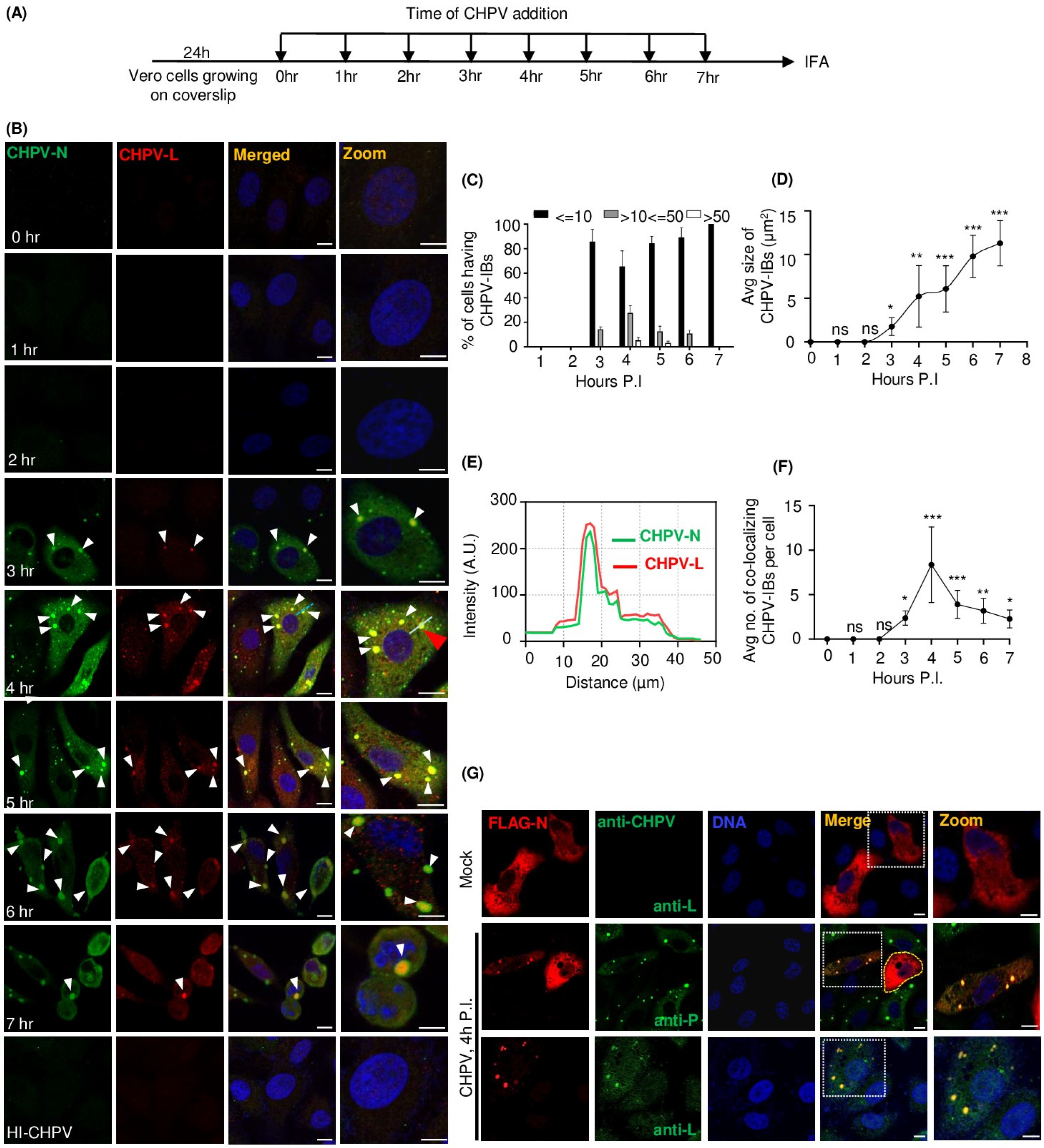 Viruses 16 01027 g001