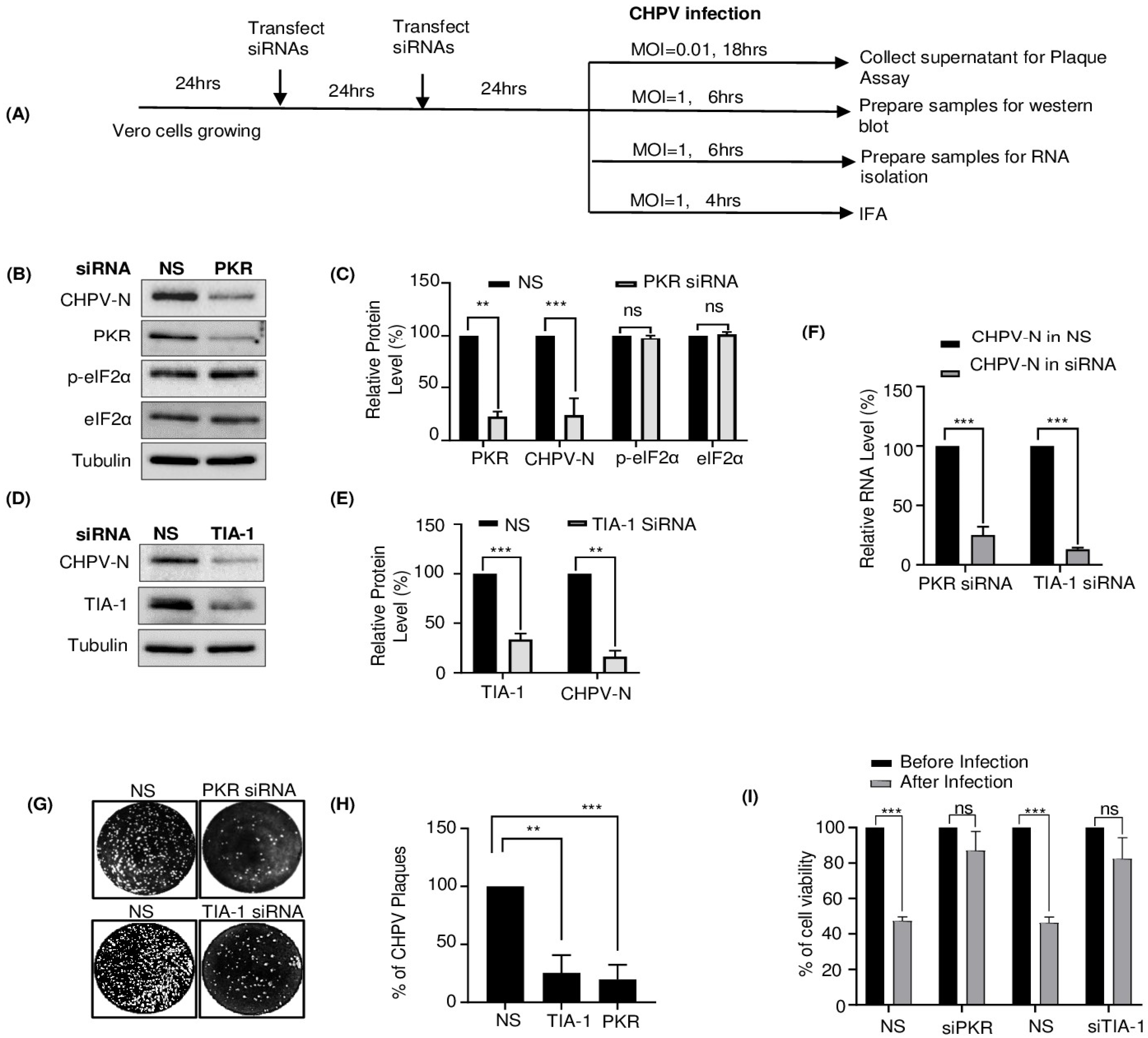 Viruses 16 01027 g004