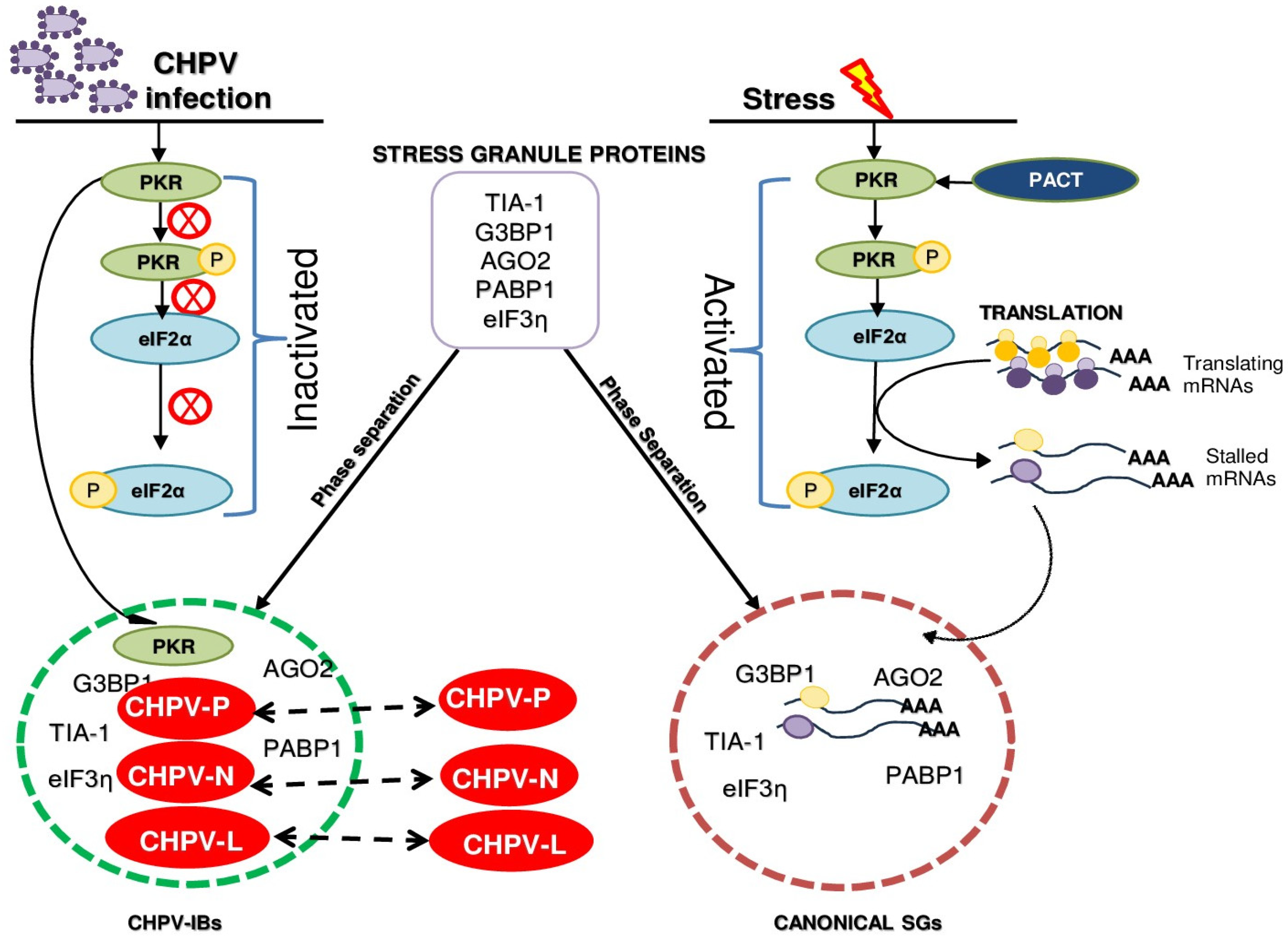 Viruses 16 01027 g007