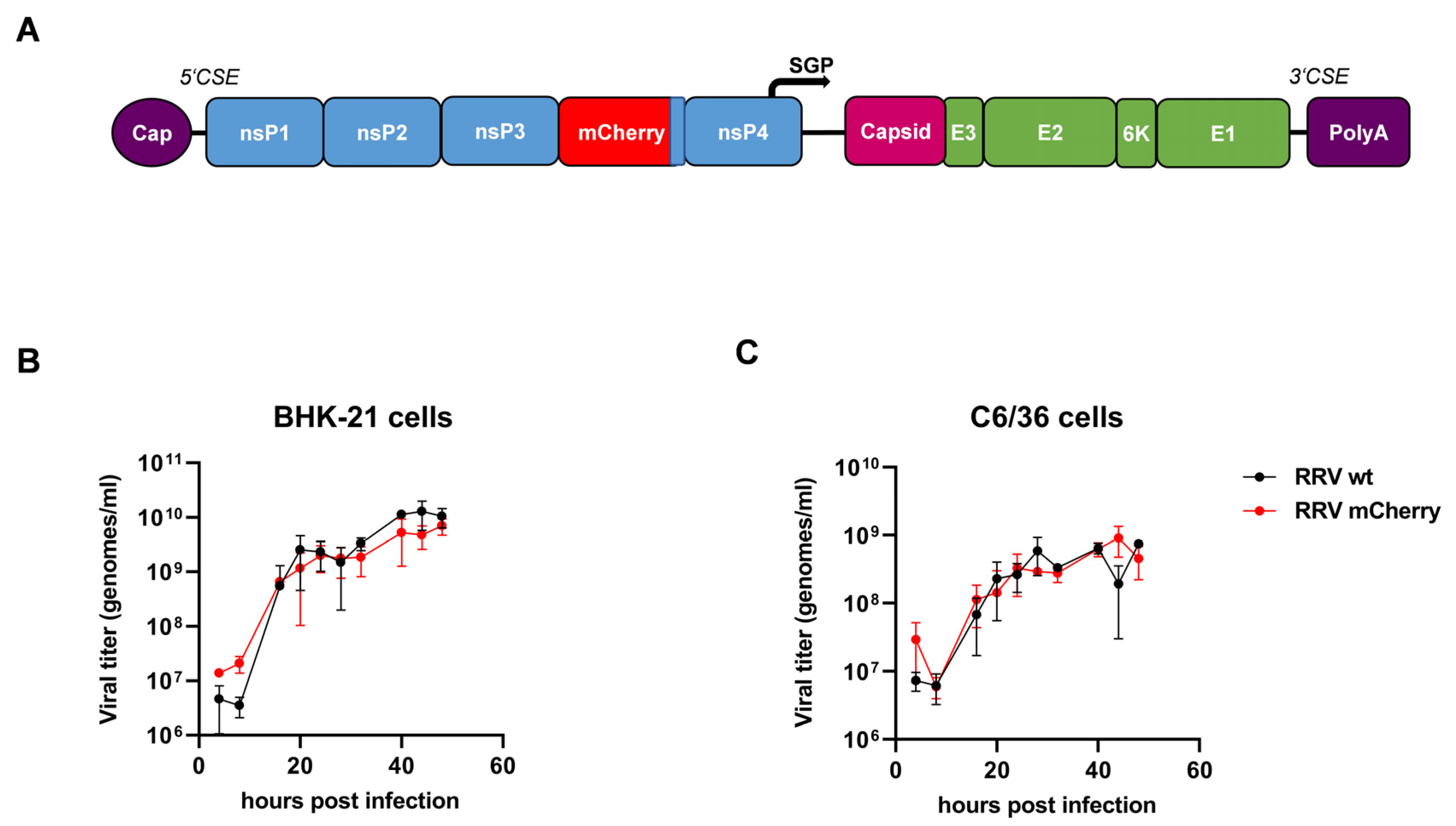 Viruses 16 01033 g001