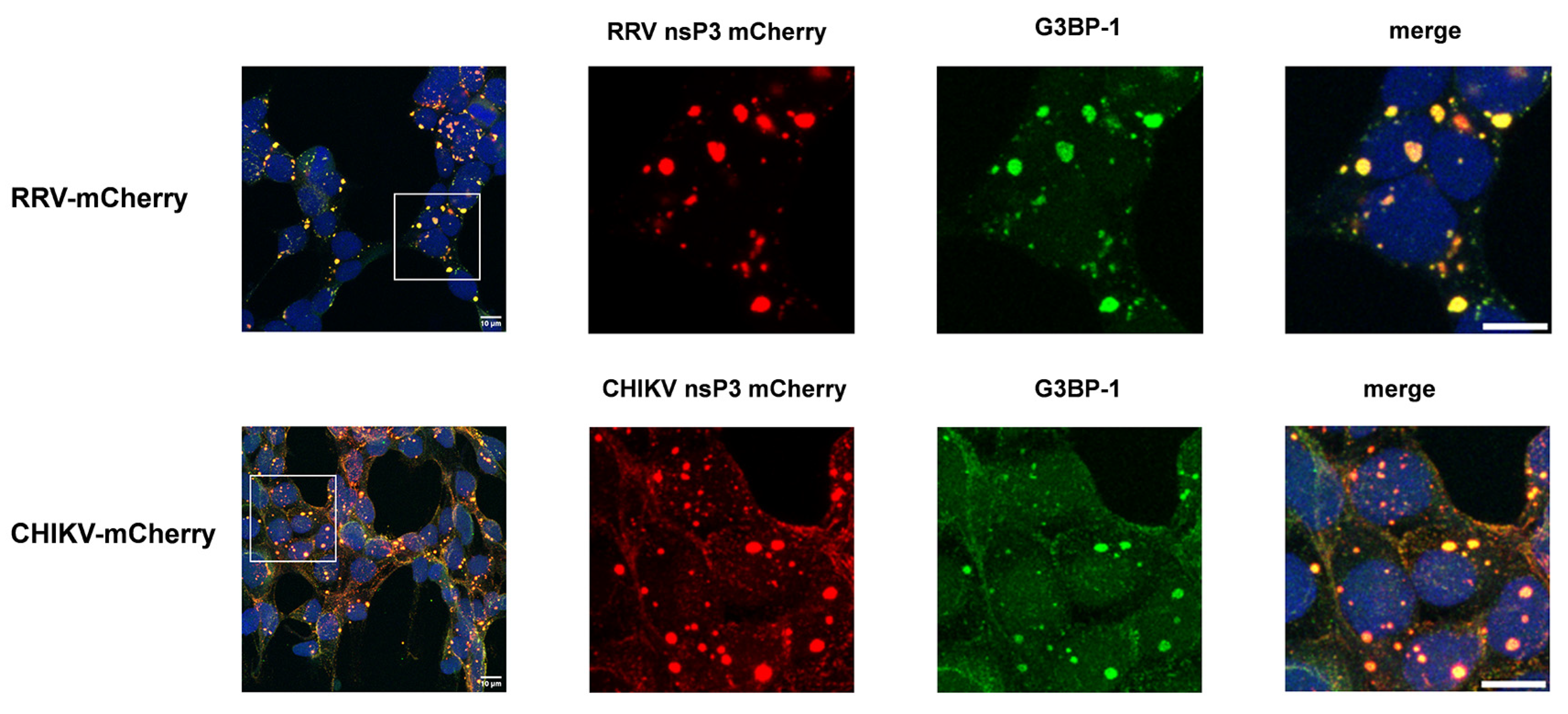 Viruses 16 01033 g002