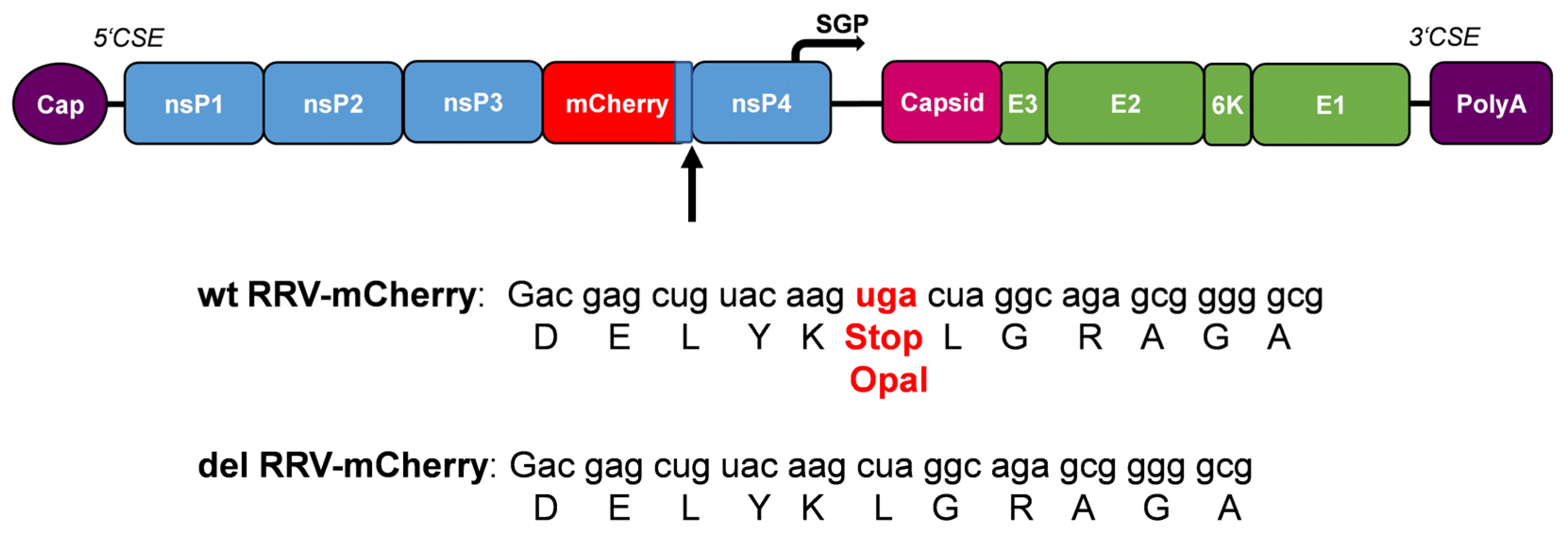 Viruses 16 01033 g003