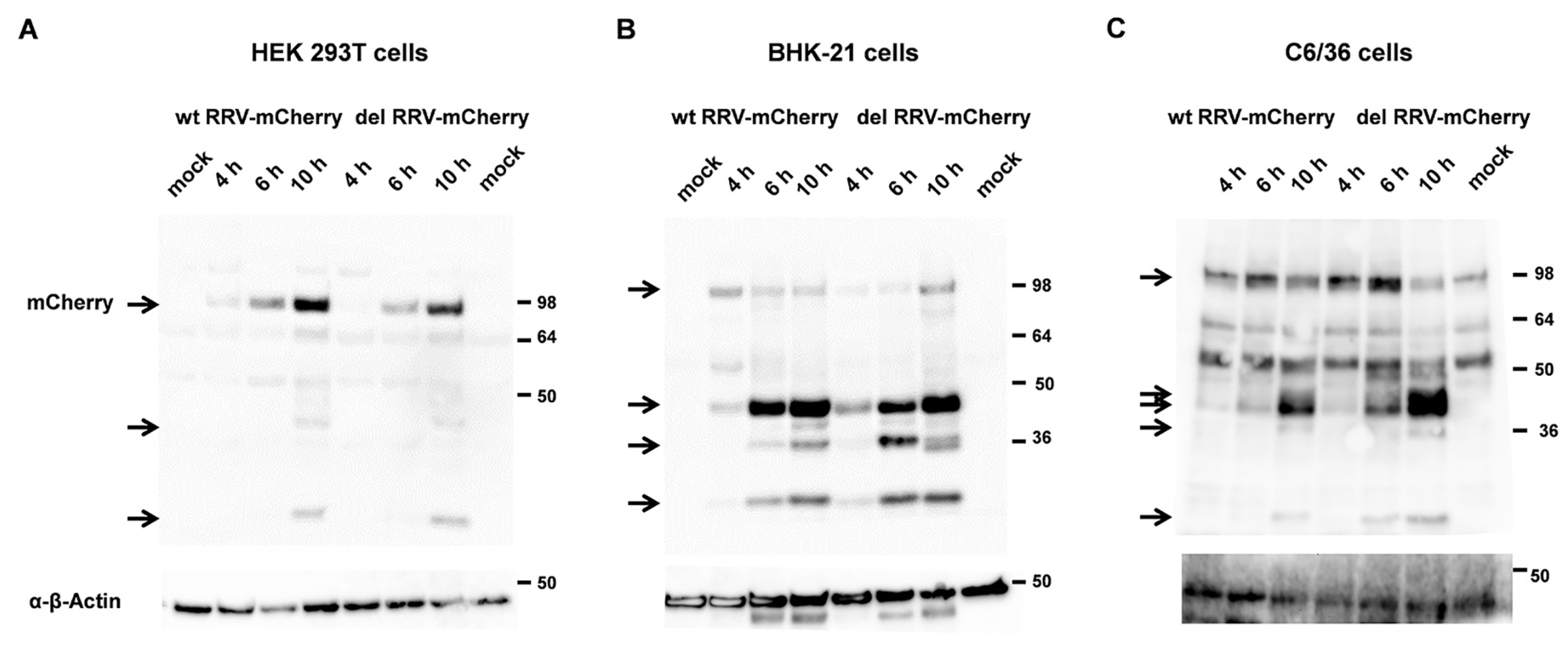 Viruses 16 01033 g004