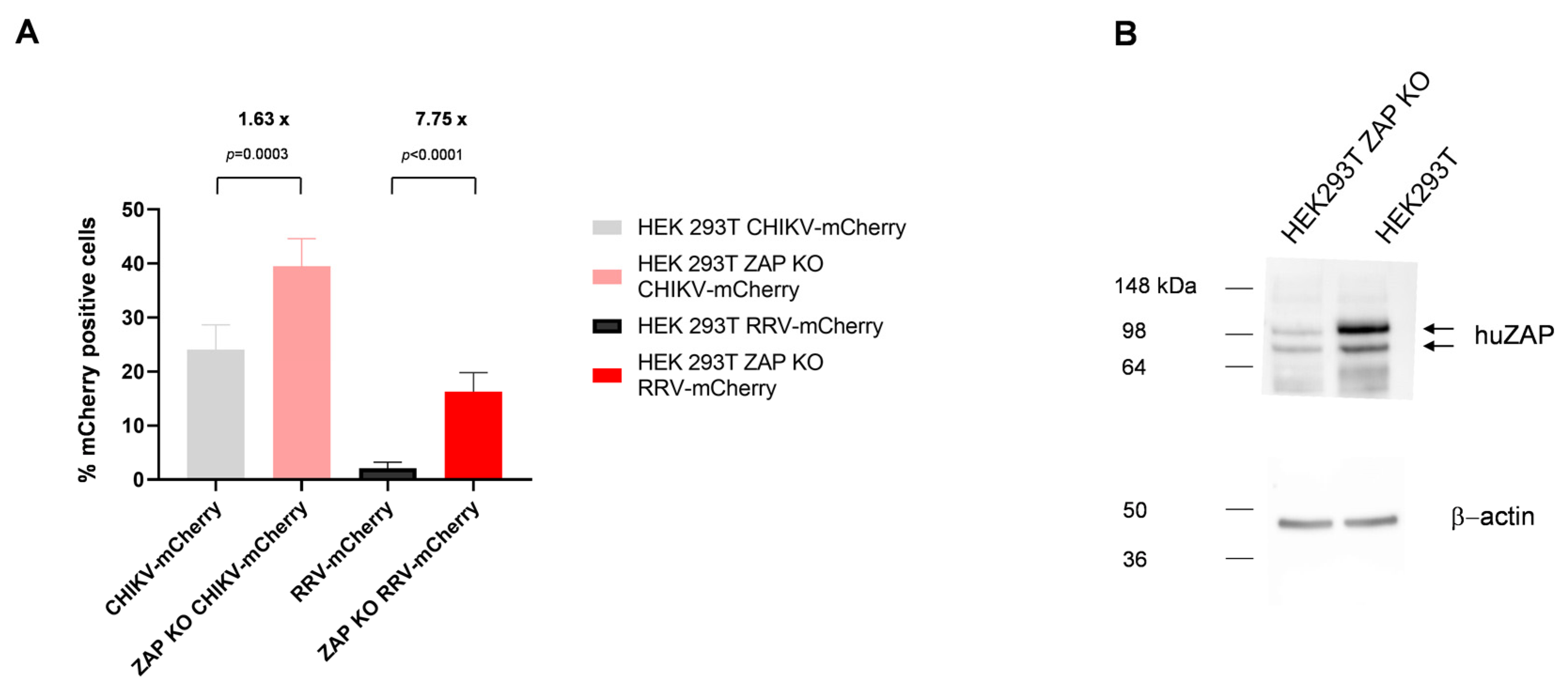 Viruses 16 01033 g009