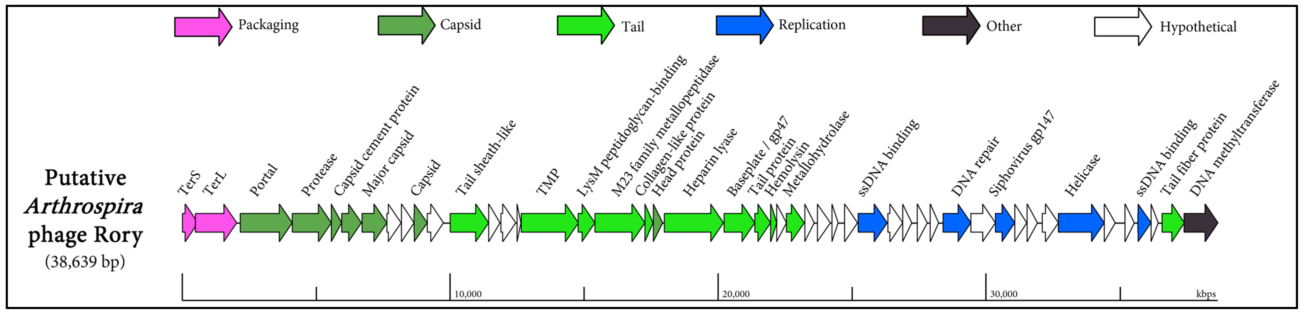 Viruses 16 01039 g005