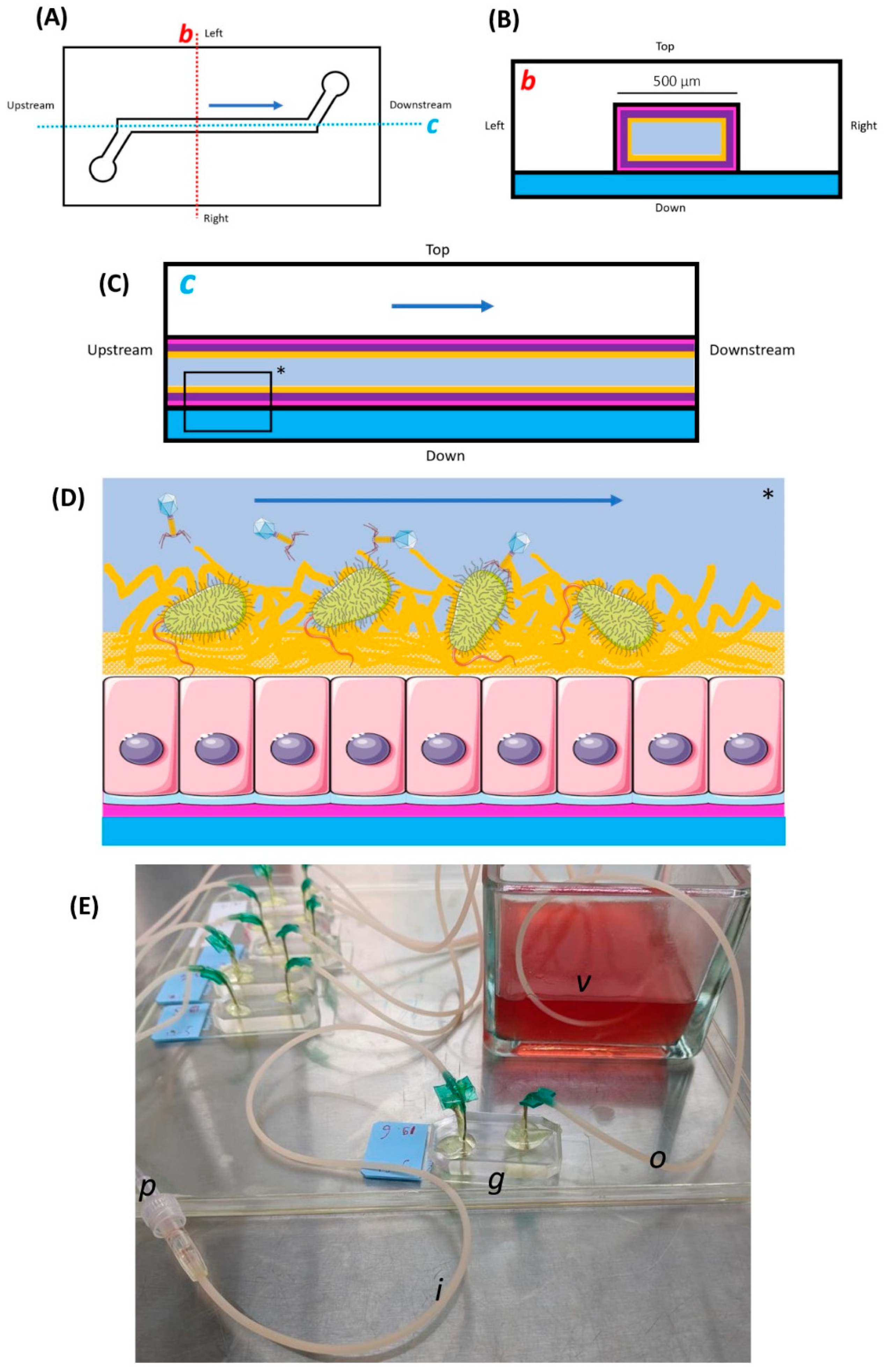Viruses 16 01047 g001