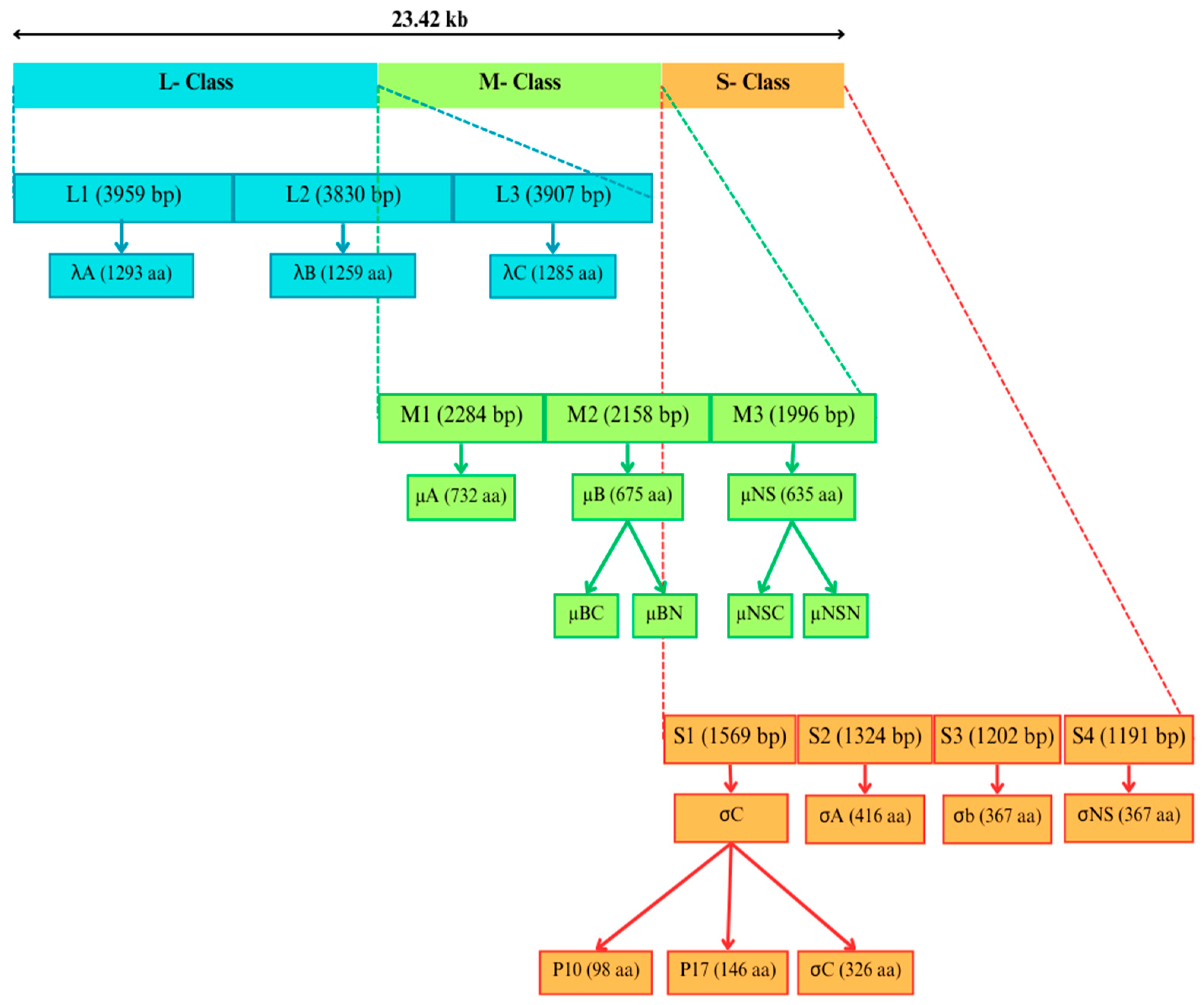 Viruses 16 01056 g001
