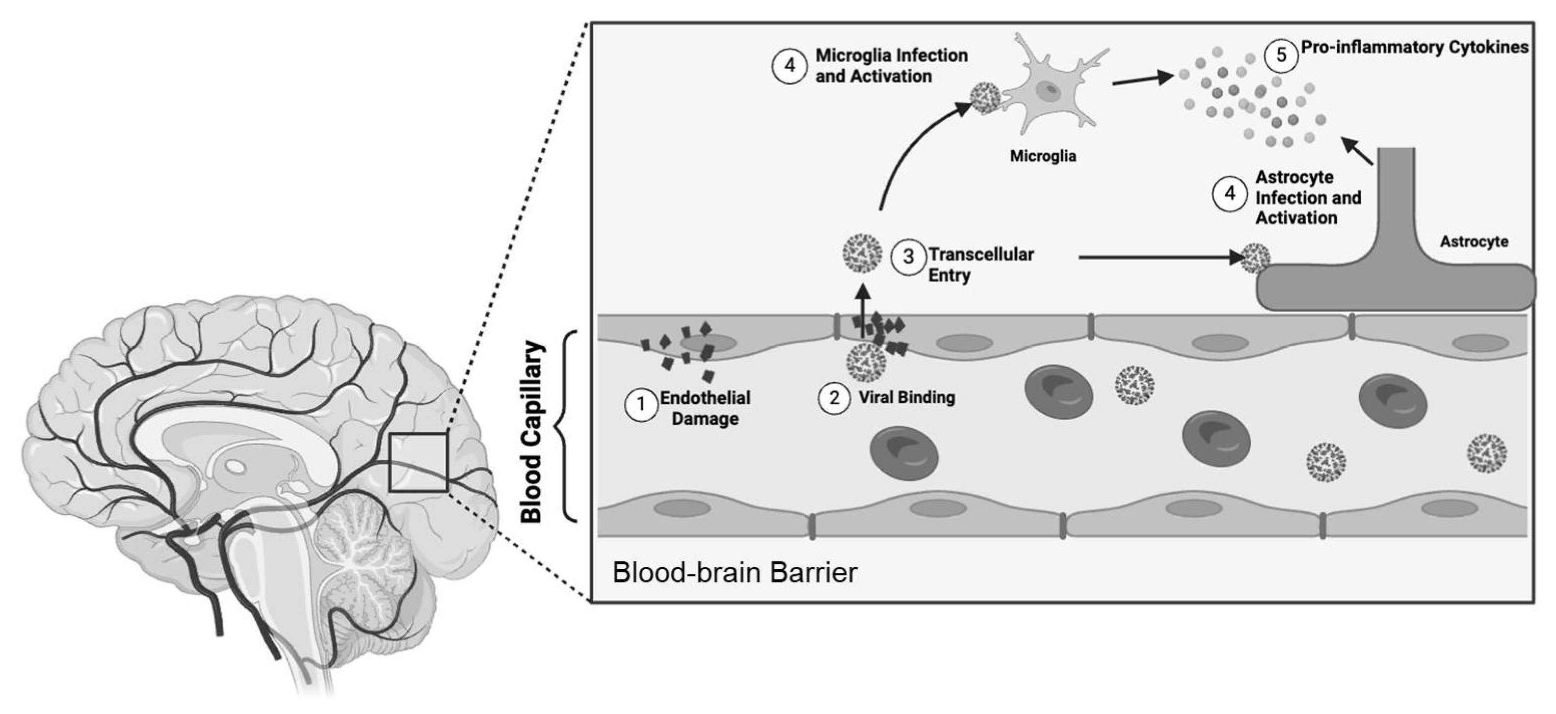 Viruses 16 01060 g006