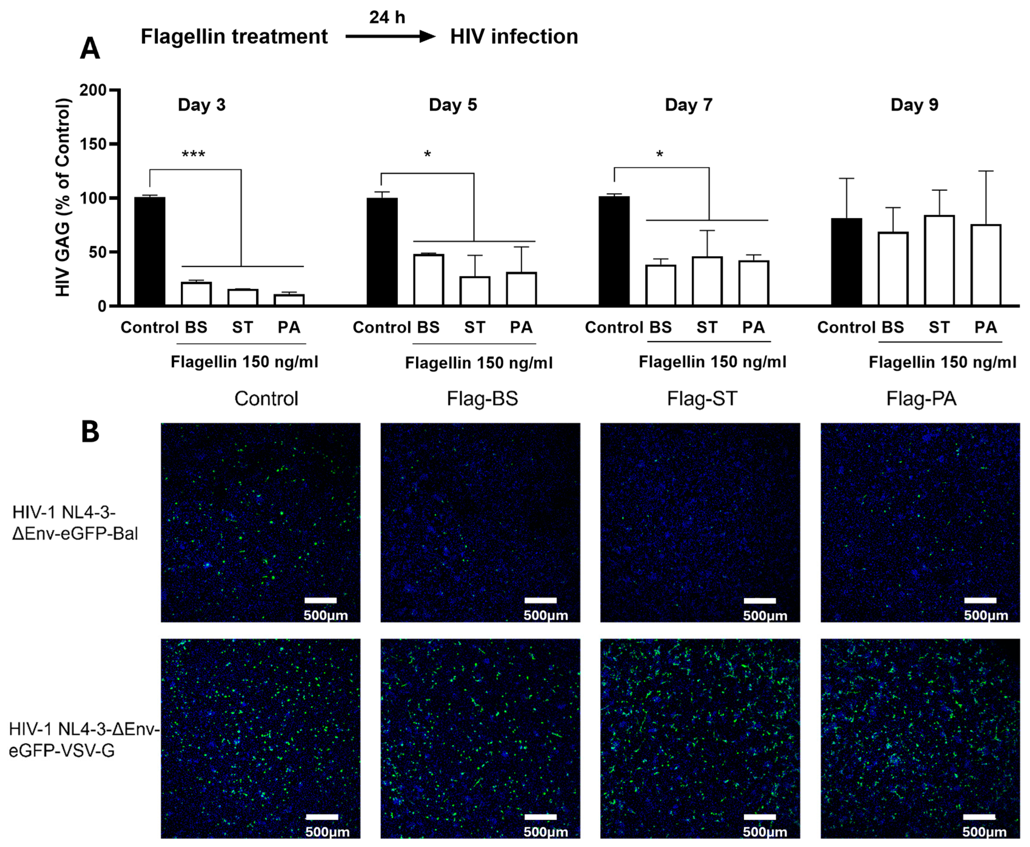 Viruses 16 01063 g001