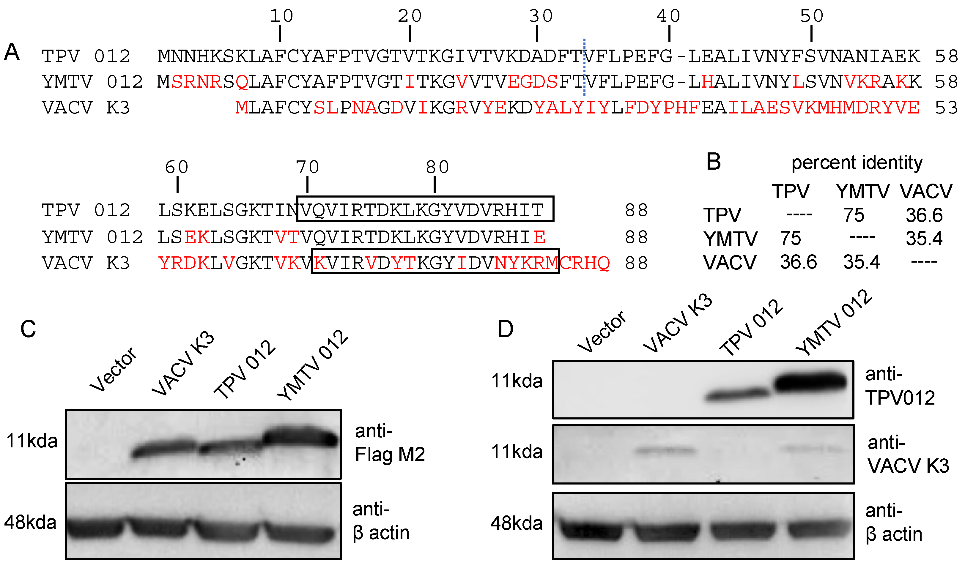 Viruses 16 01095 g001 Viruses 16 01095 g001