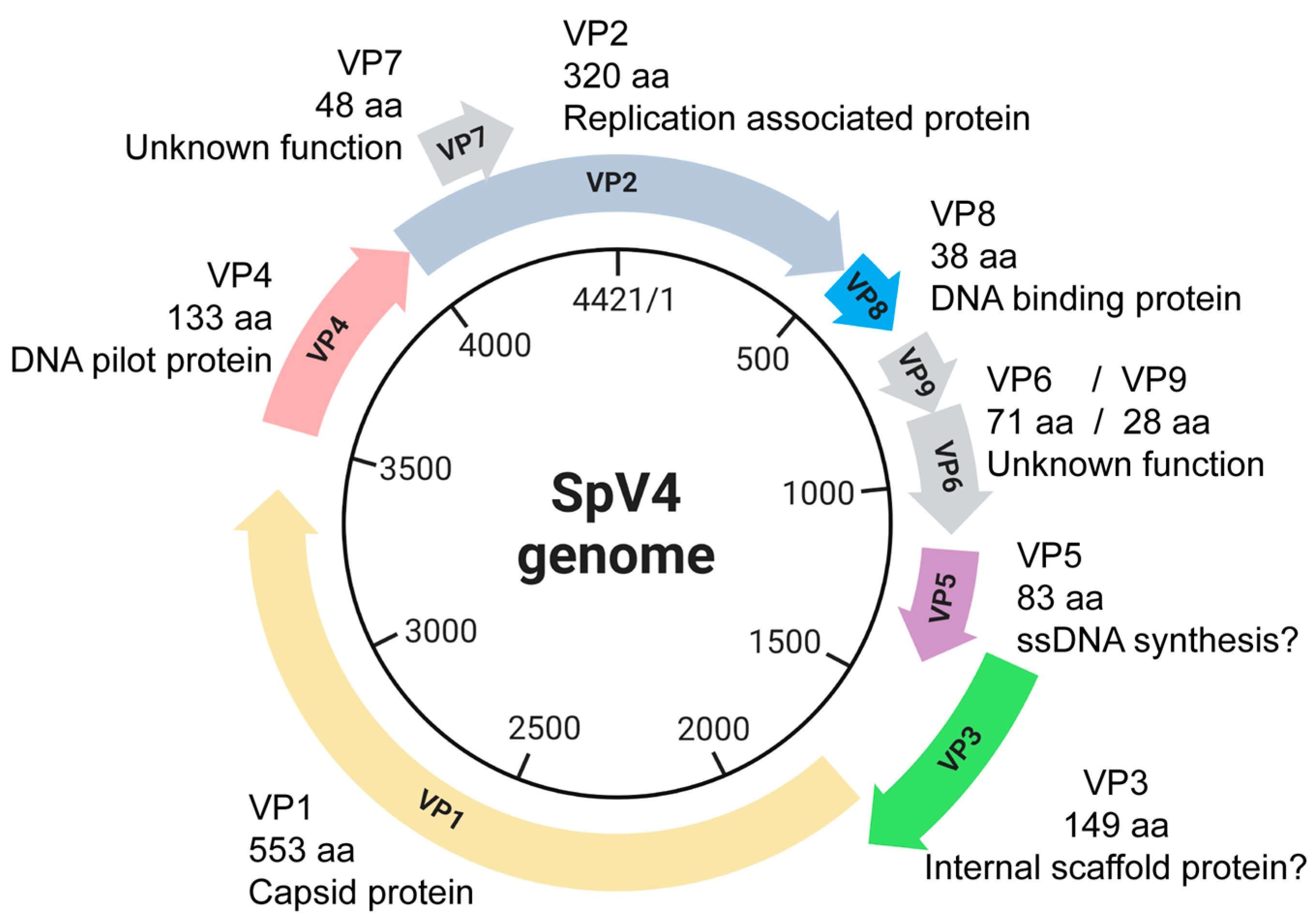 Viruses 16 01103 g001