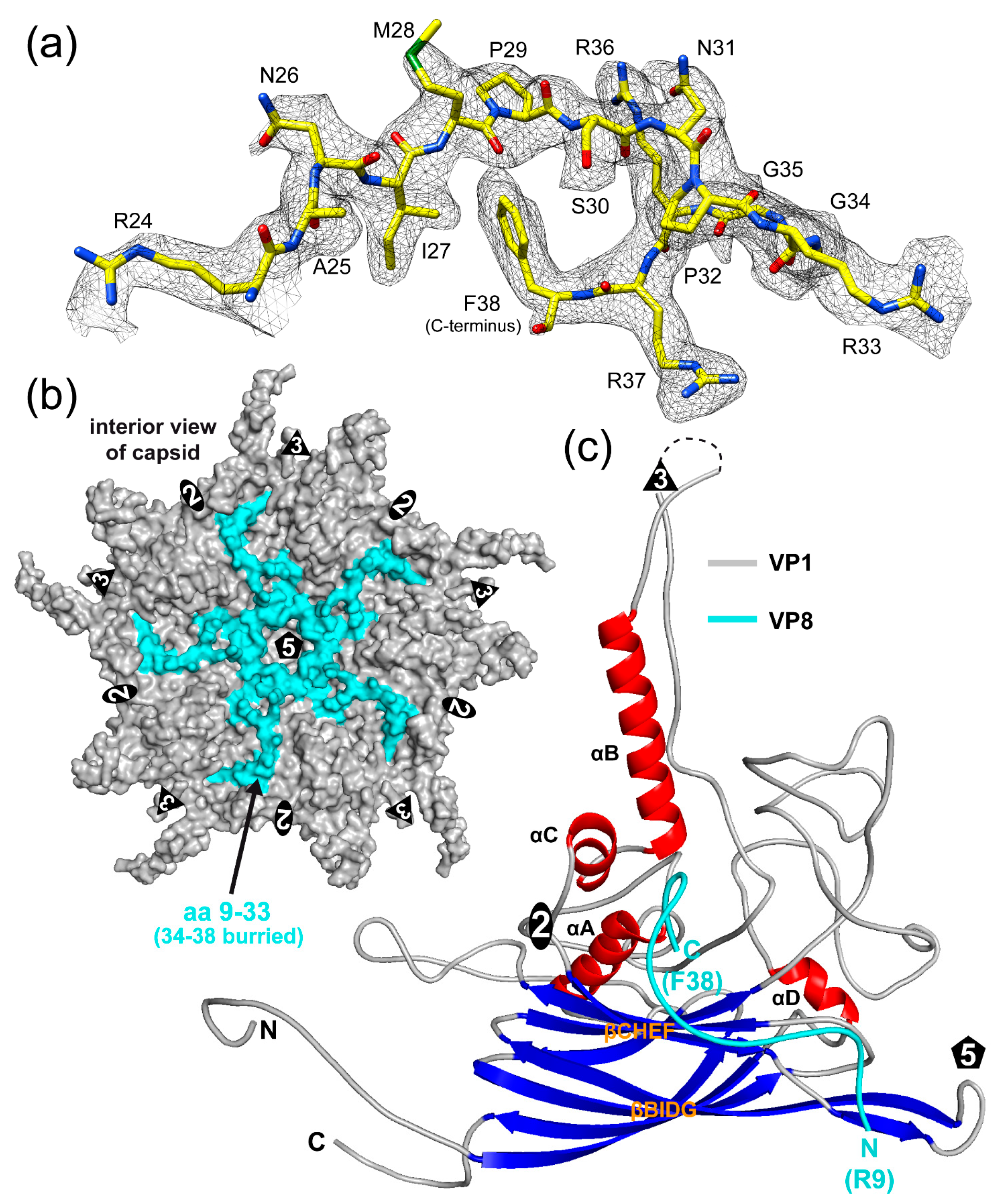 Viruses 16 01103 g007