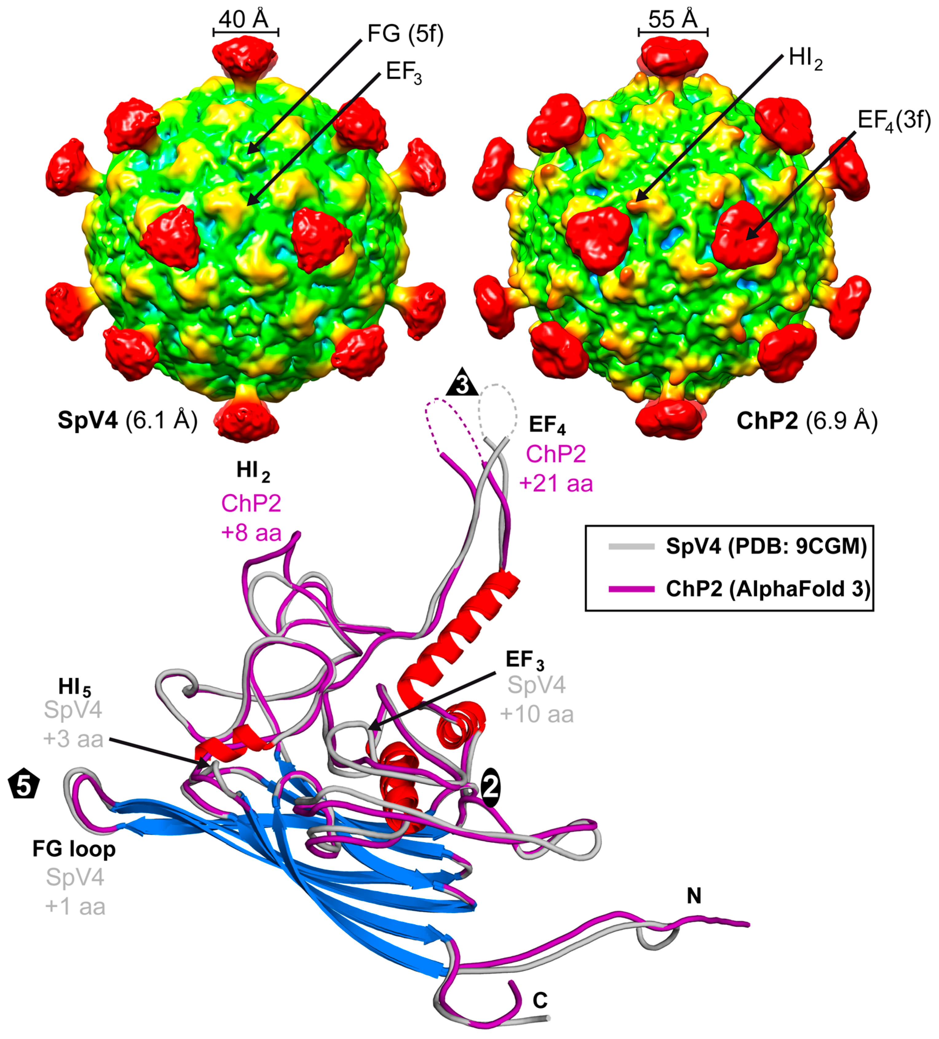 Viruses 16 01103 g009
