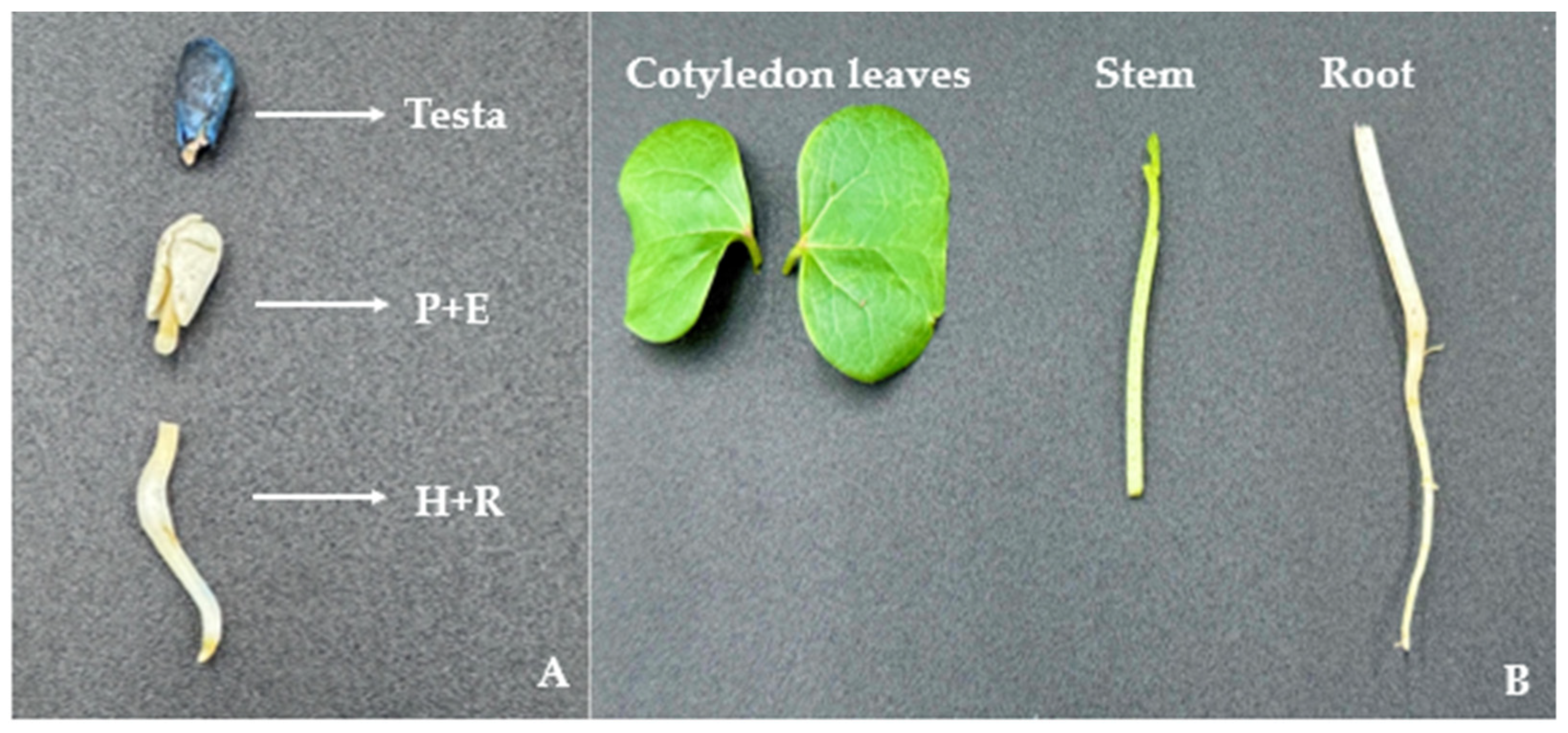 Viruses 16 01111 g001 Viruses 16 01111 g001