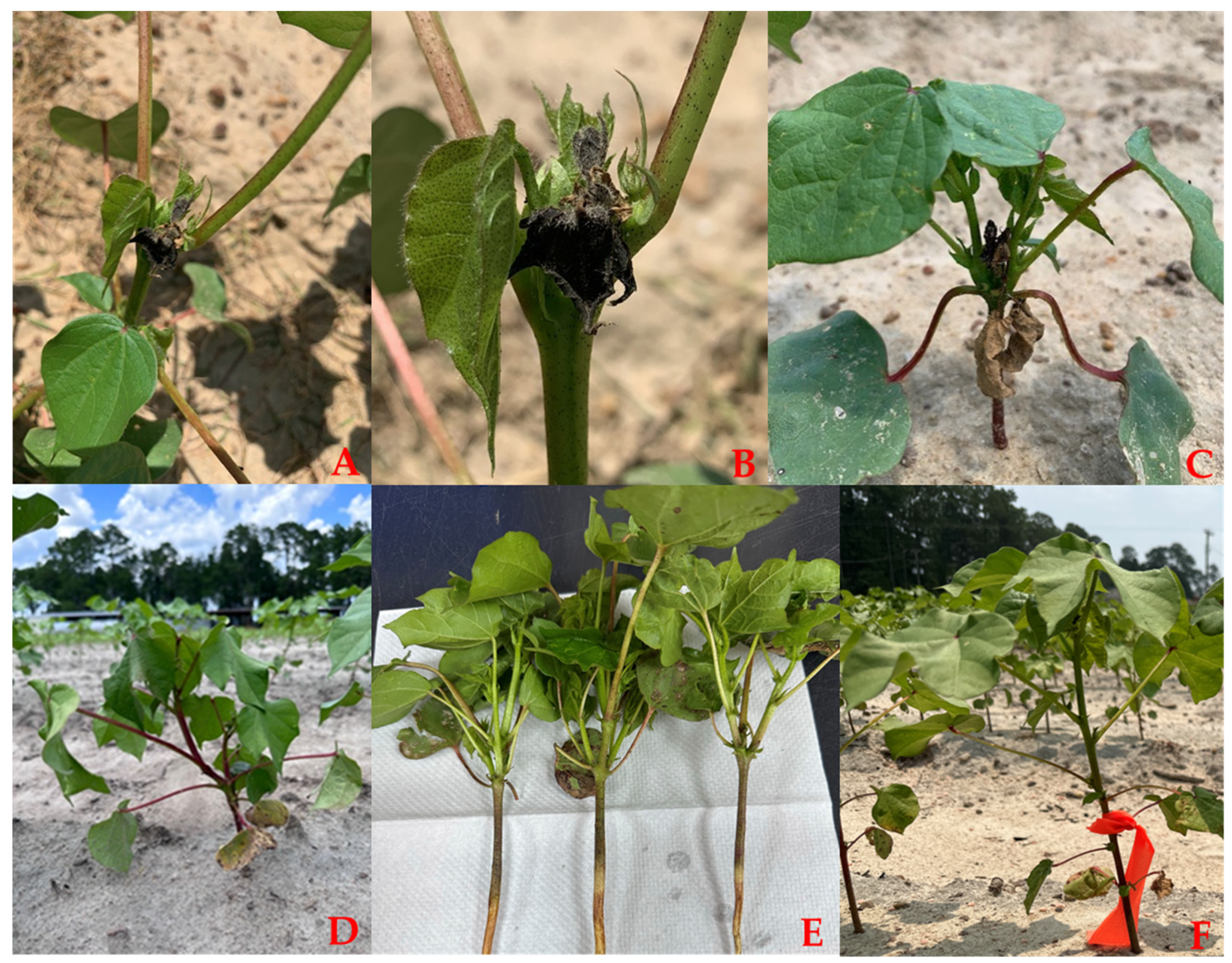 Viruses 16 01111 g002 Viruses 16 01111 g002