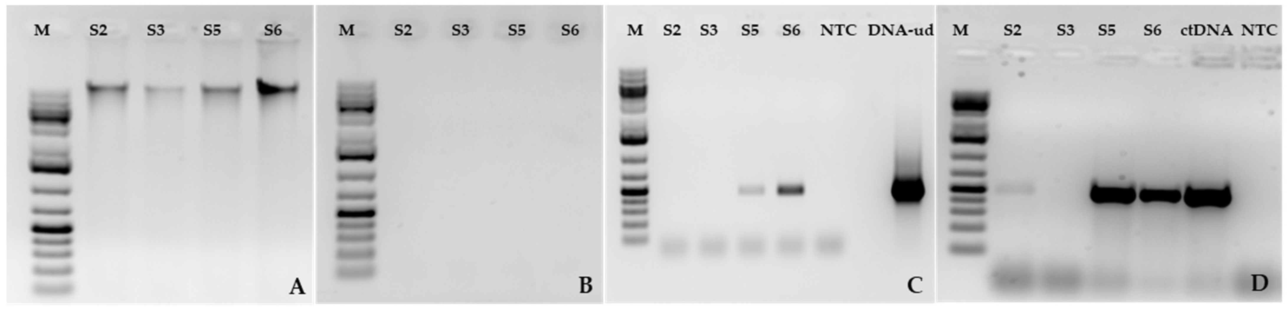 Viruses 16 01111 g003 Viruses 16 01111 g003