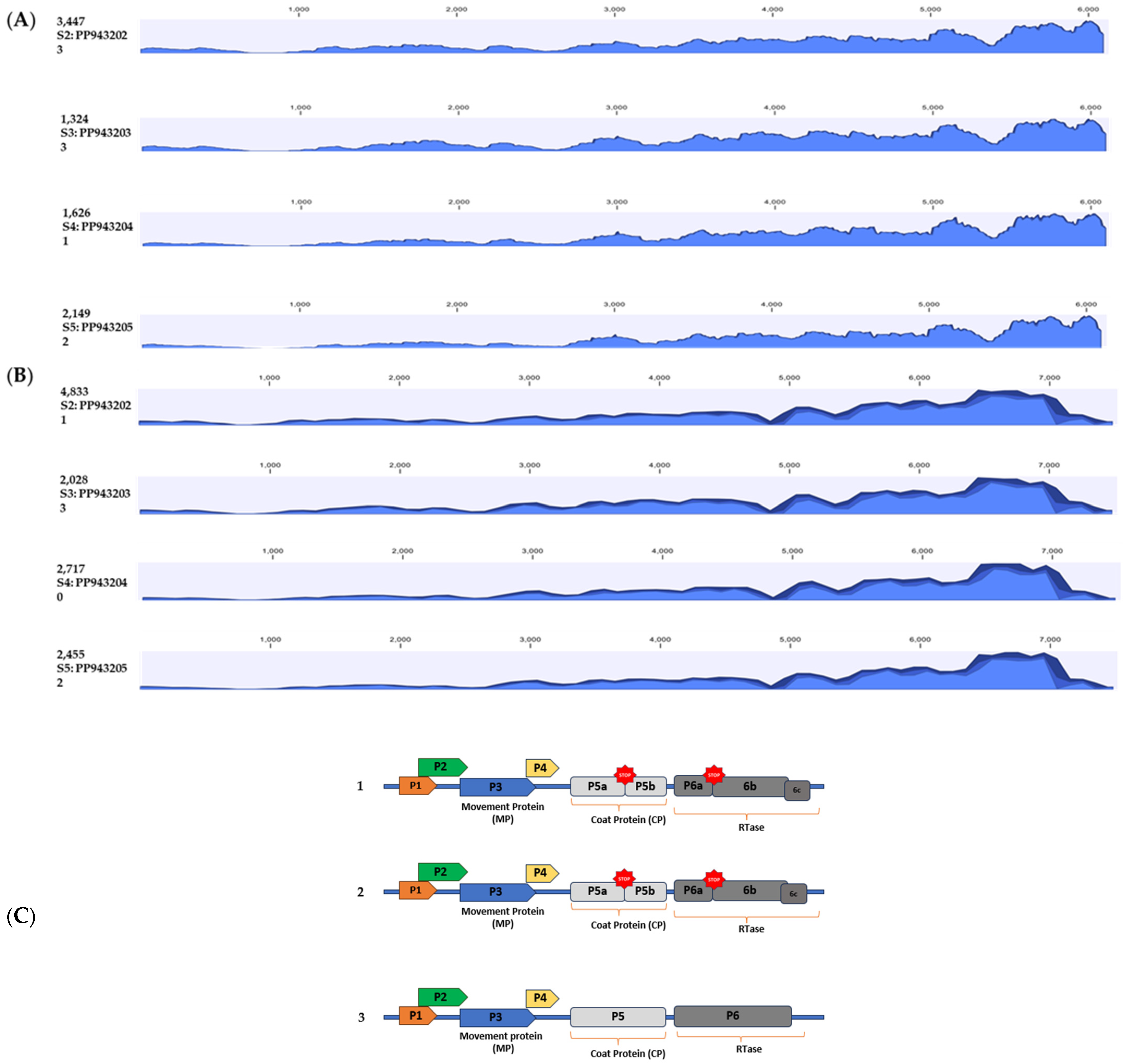 Viruses 16 01111 g004 Viruses 16 01111 g004