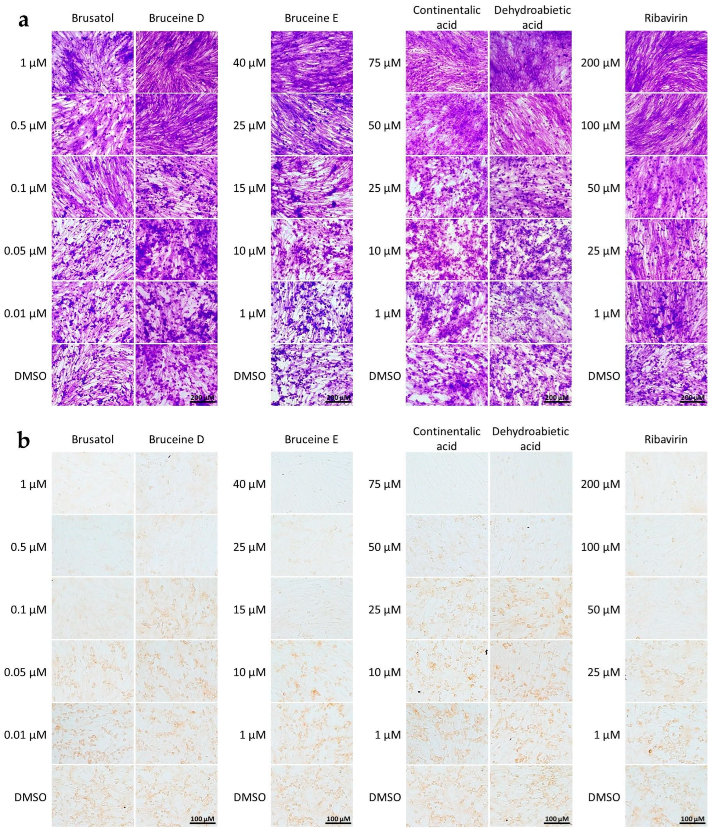 Viruses 16 01128 g001