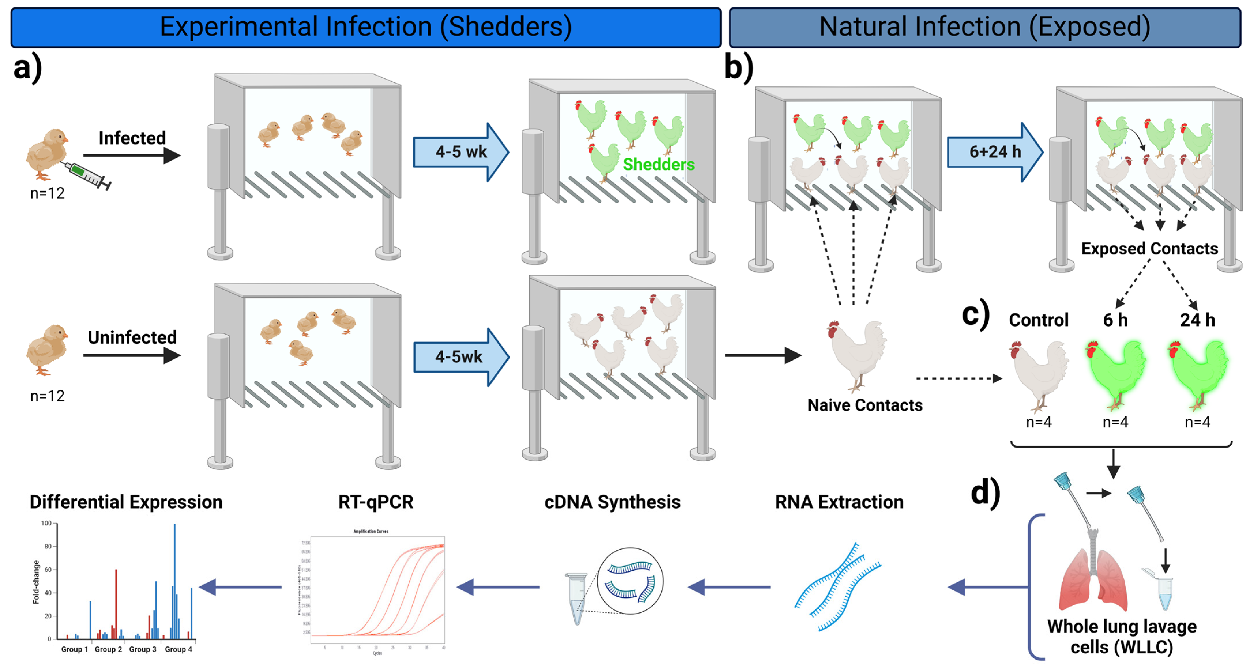 Viruses 16 01130 g001