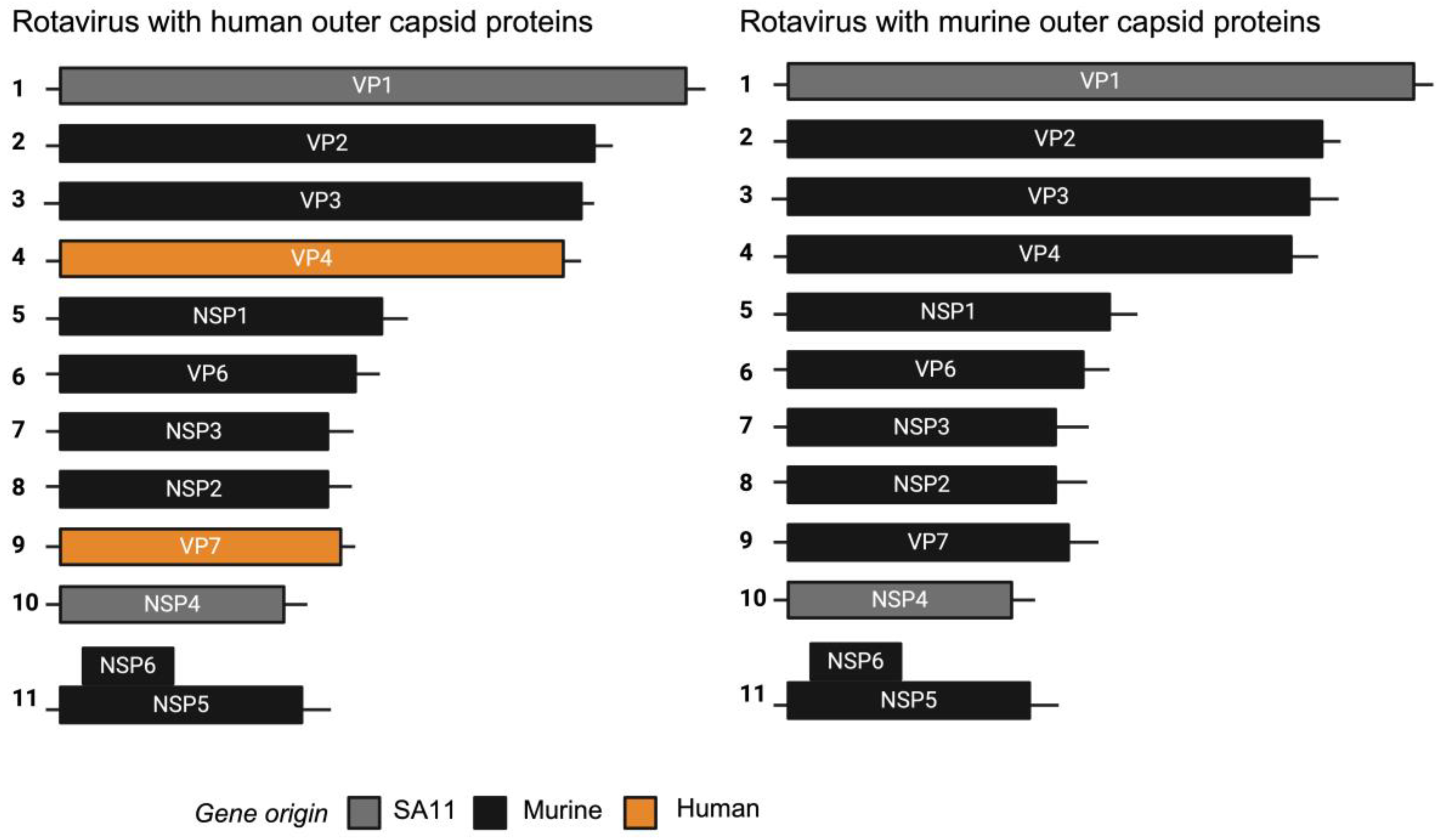 Viruses 16 01145 g001 Viruses 16 01145 g001