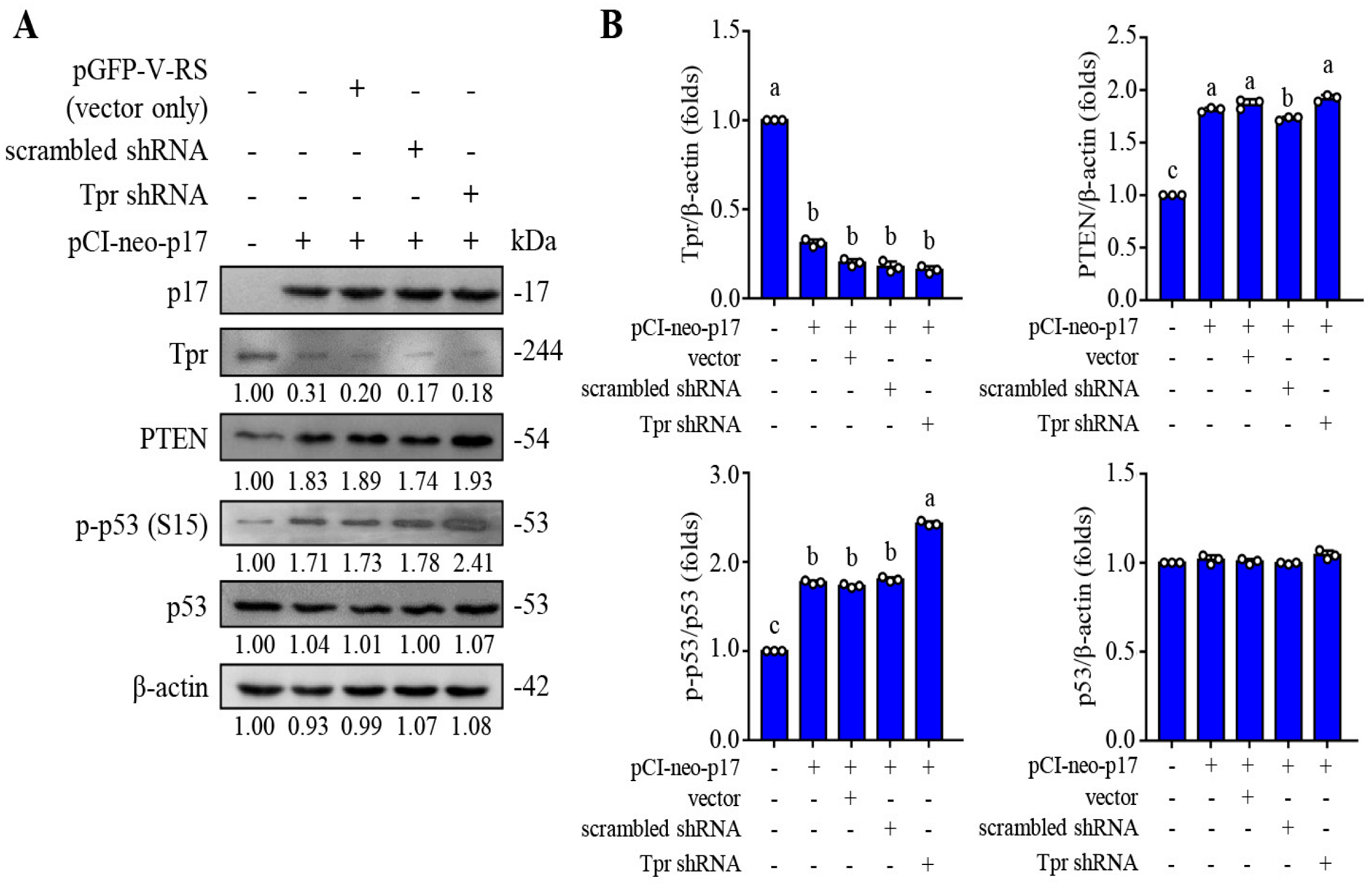 Viruses 16 01153 g001 Viruses 16 01153 g001
