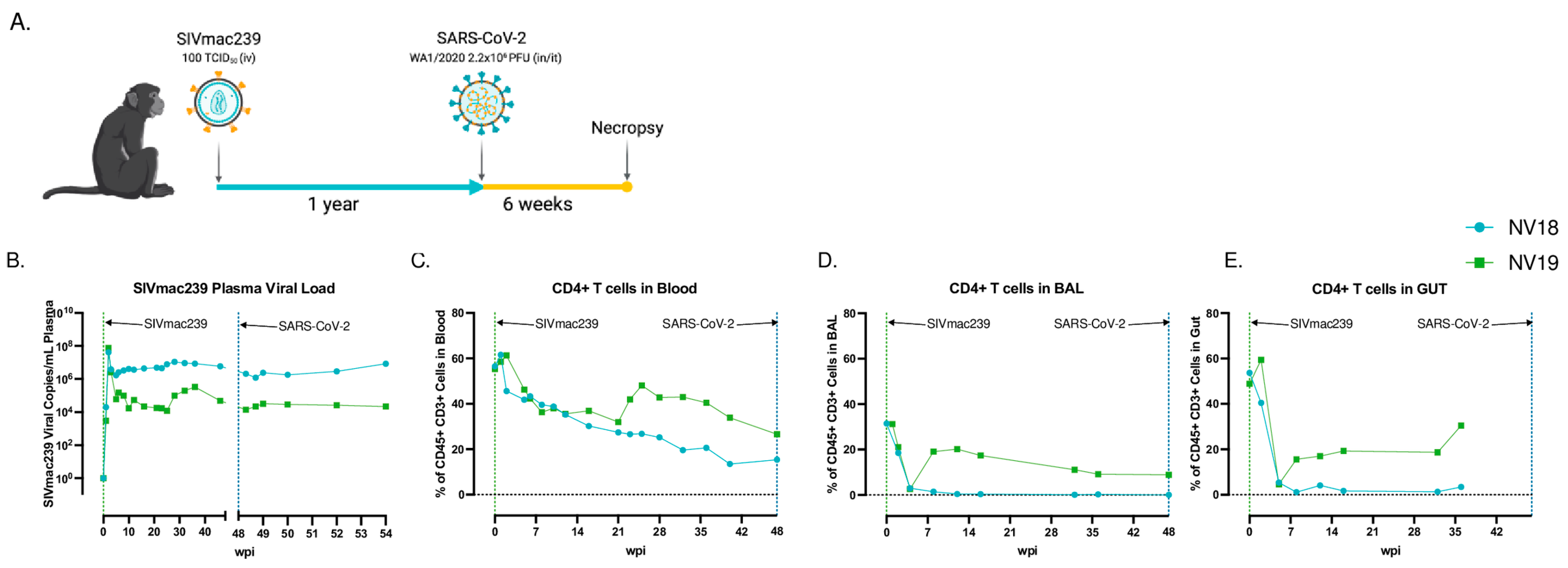 Viruses 16 01173 g001
