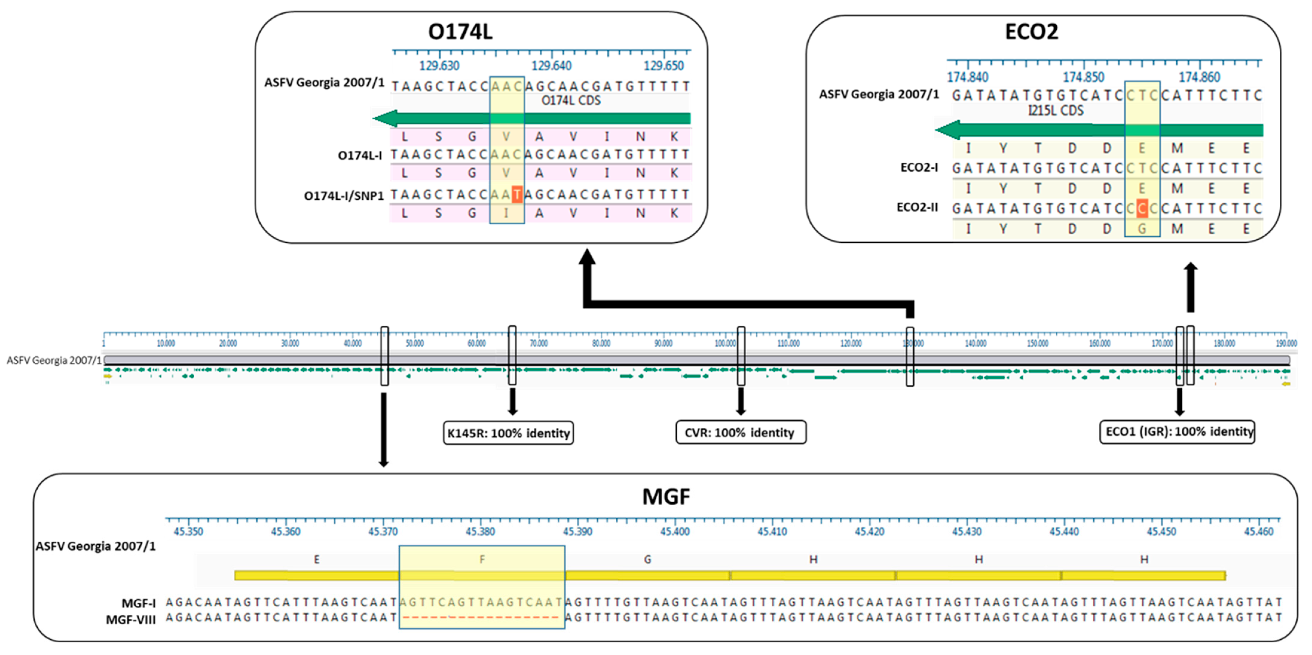 Viruses 16 01185 g003