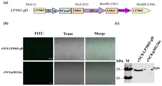 Viruses 16 01189 g003
