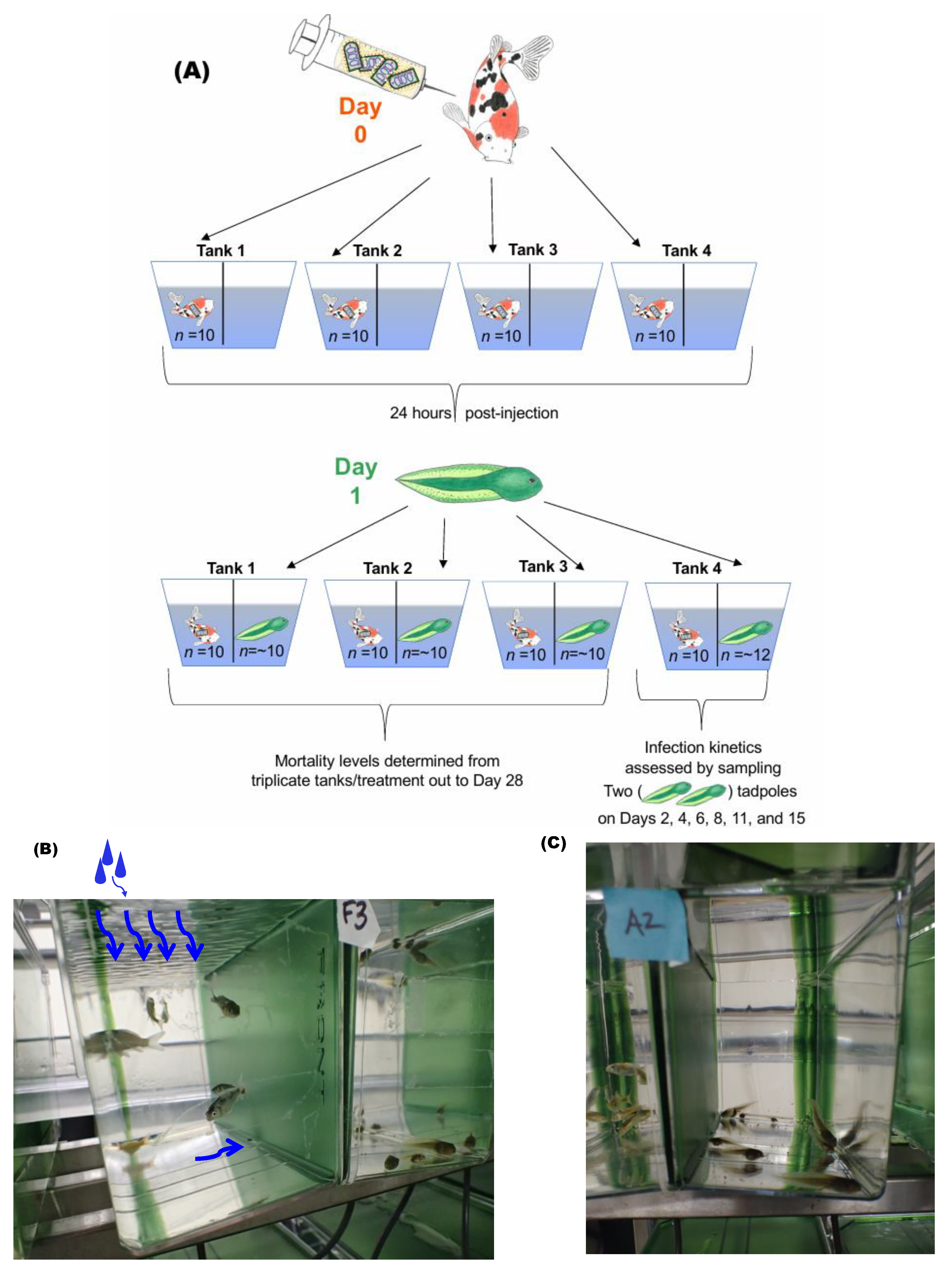 Viruses 16 01193 g001