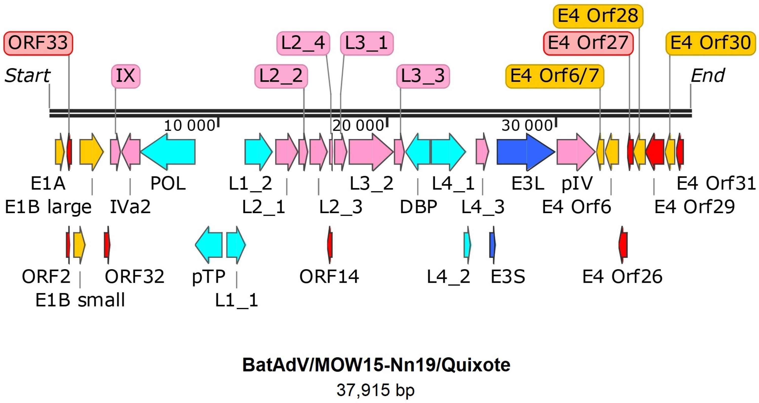 Viruses 16 01207 g001