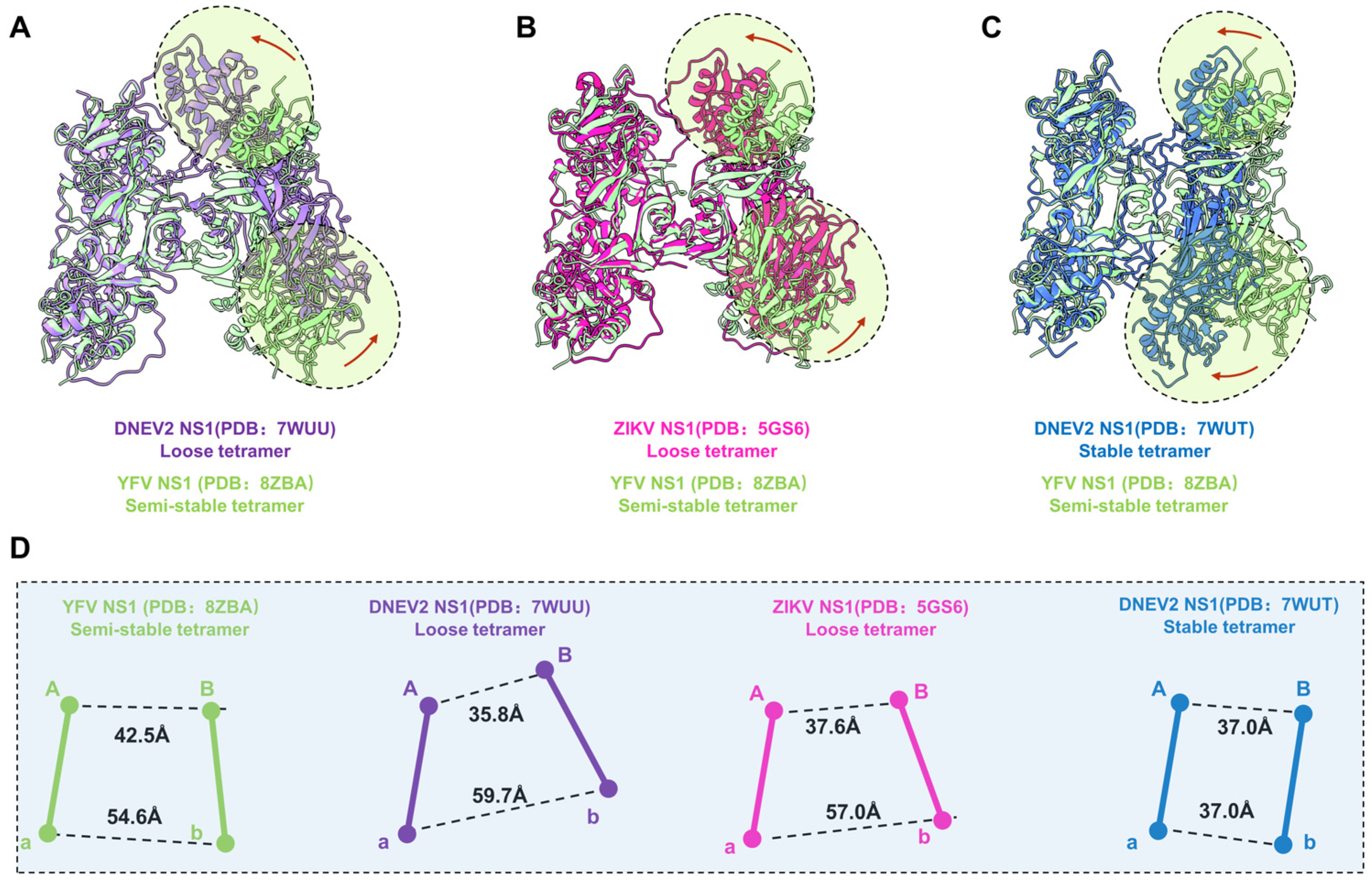 Viruses 16 01212 g003