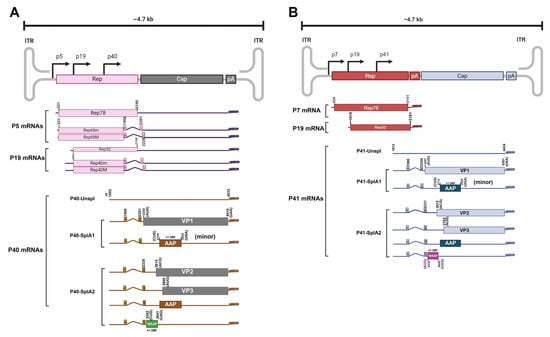 Viruses 16 01215 g003